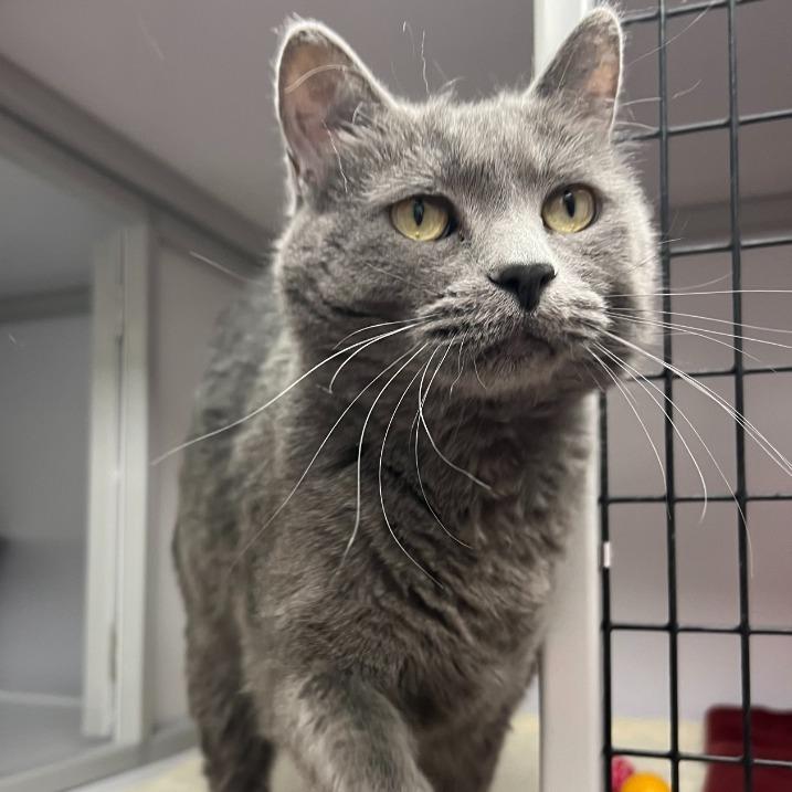 Lunar, Adoptable, Adult Male Domestic Short Hair.