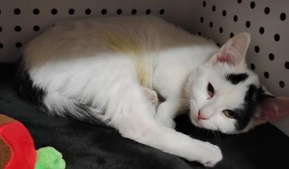 Spade, Adoptable, Kitten Female Domestic Short Hair & Domestic Short Hair.