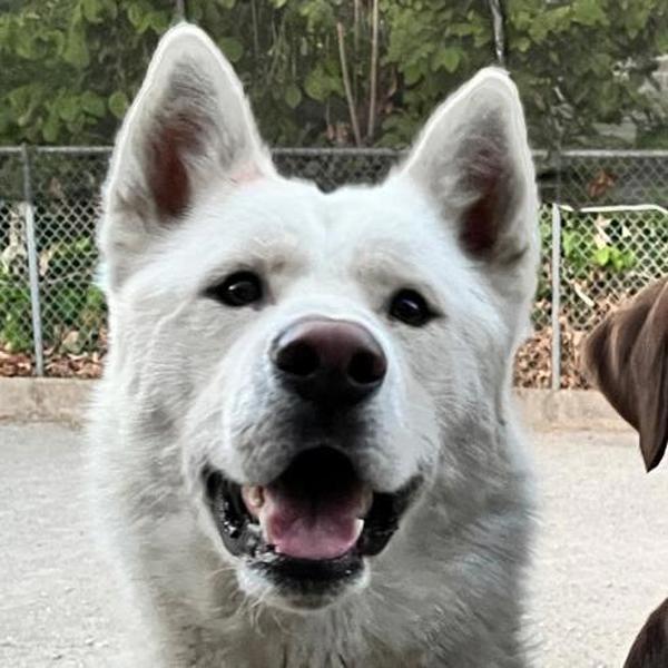 Enlarge Coconut, a Adoptable mixed breed in Oakland, CA image 1/1