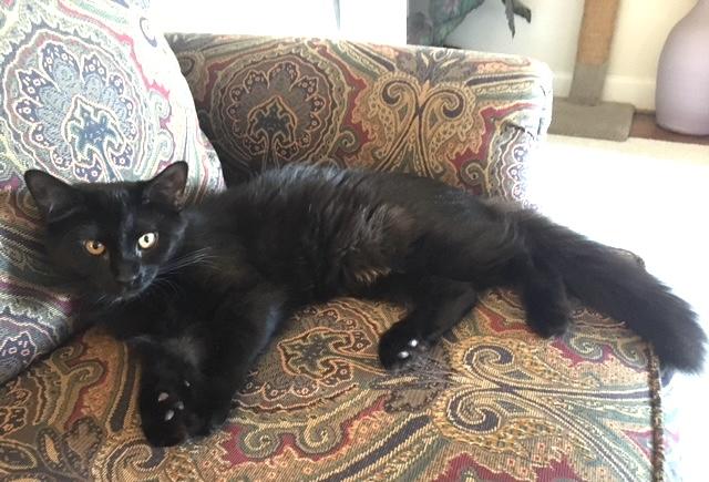 Enlarge Ember, a Adopted Domestic Long Hair in Indian Trail, NC image 2/3