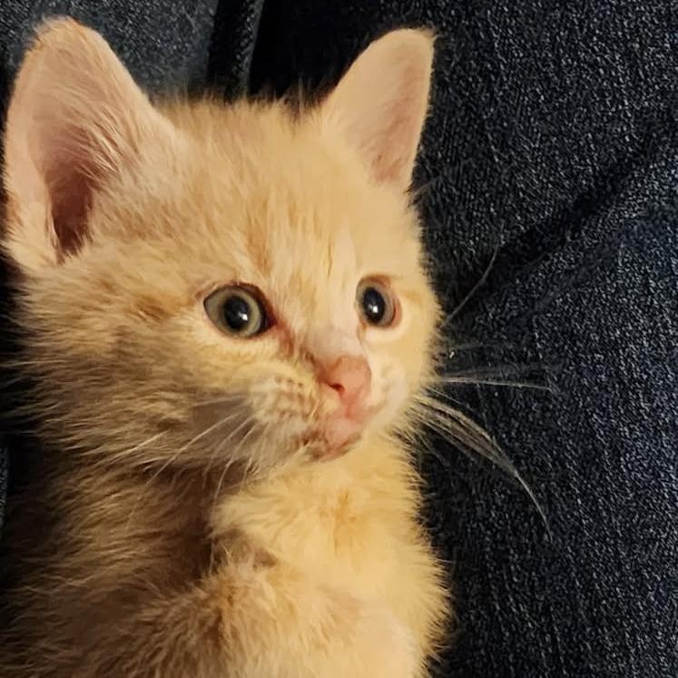 Enlarge Vanilla Pudding, an adopted mixed breed in Springfield, MO image 3/4