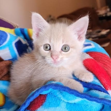 Enlarge Vanilla Pudding, an adopted mixed breed in Springfield, MO image 1/4