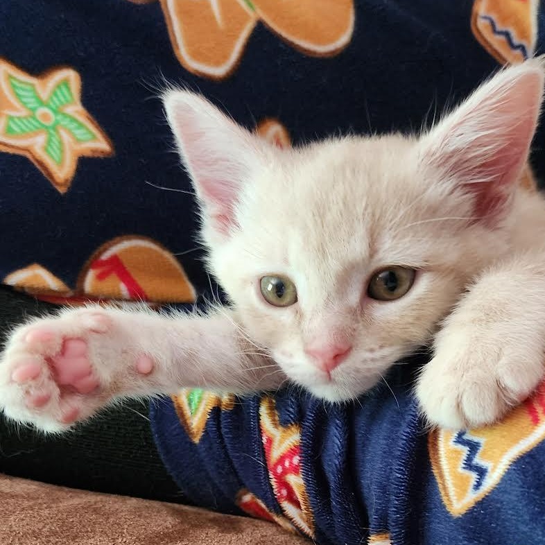 Enlarge Vanilla Pudding, an adopted mixed breed in Springfield, MO image 4/4