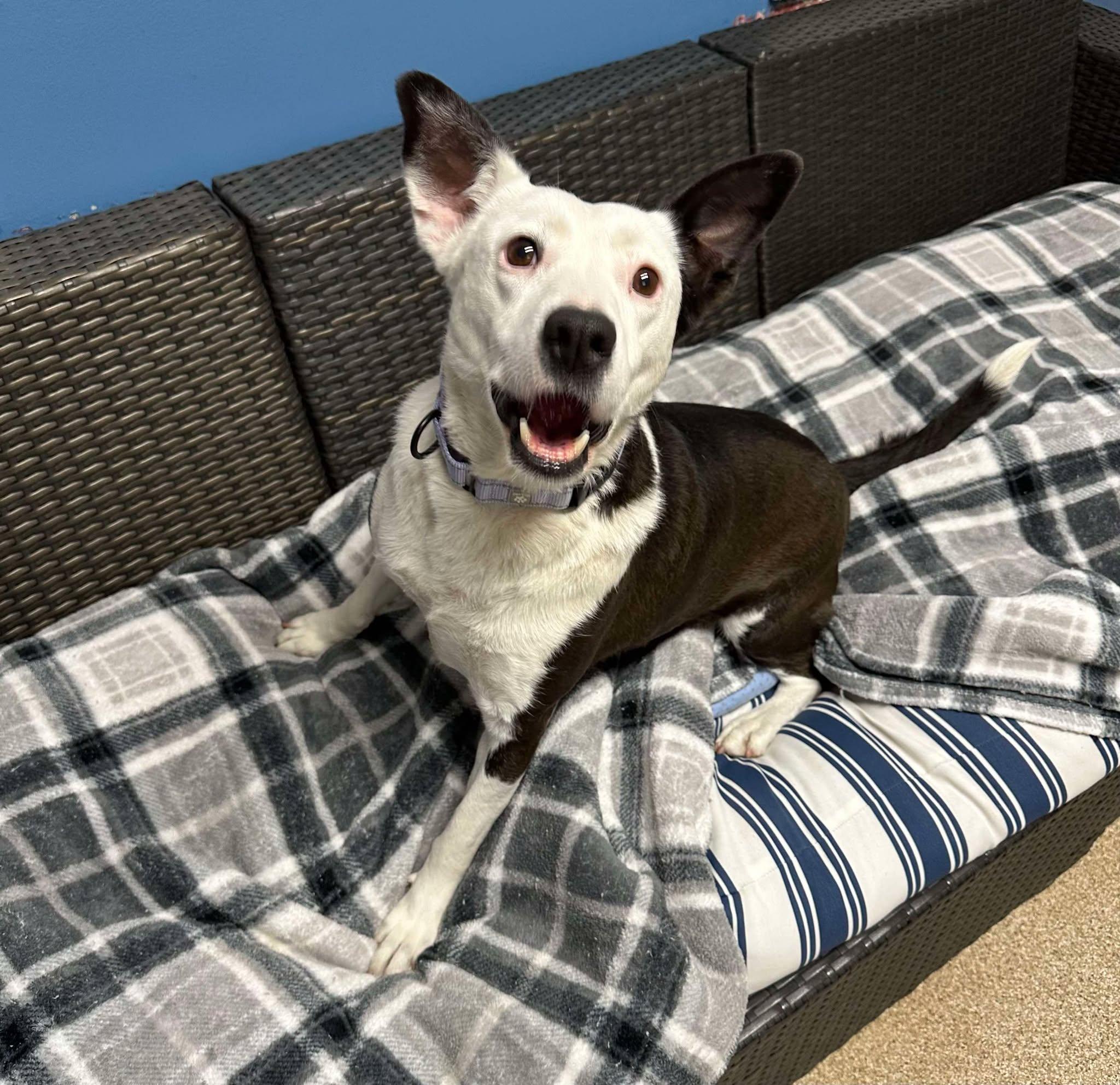 Possum, Adult Female Border Collie