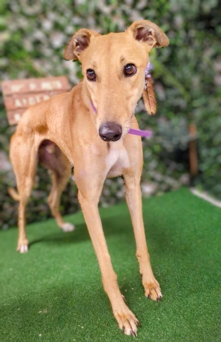 Enlarge Hudson, an adopted Greyhound in Seattle, WA image 1/4