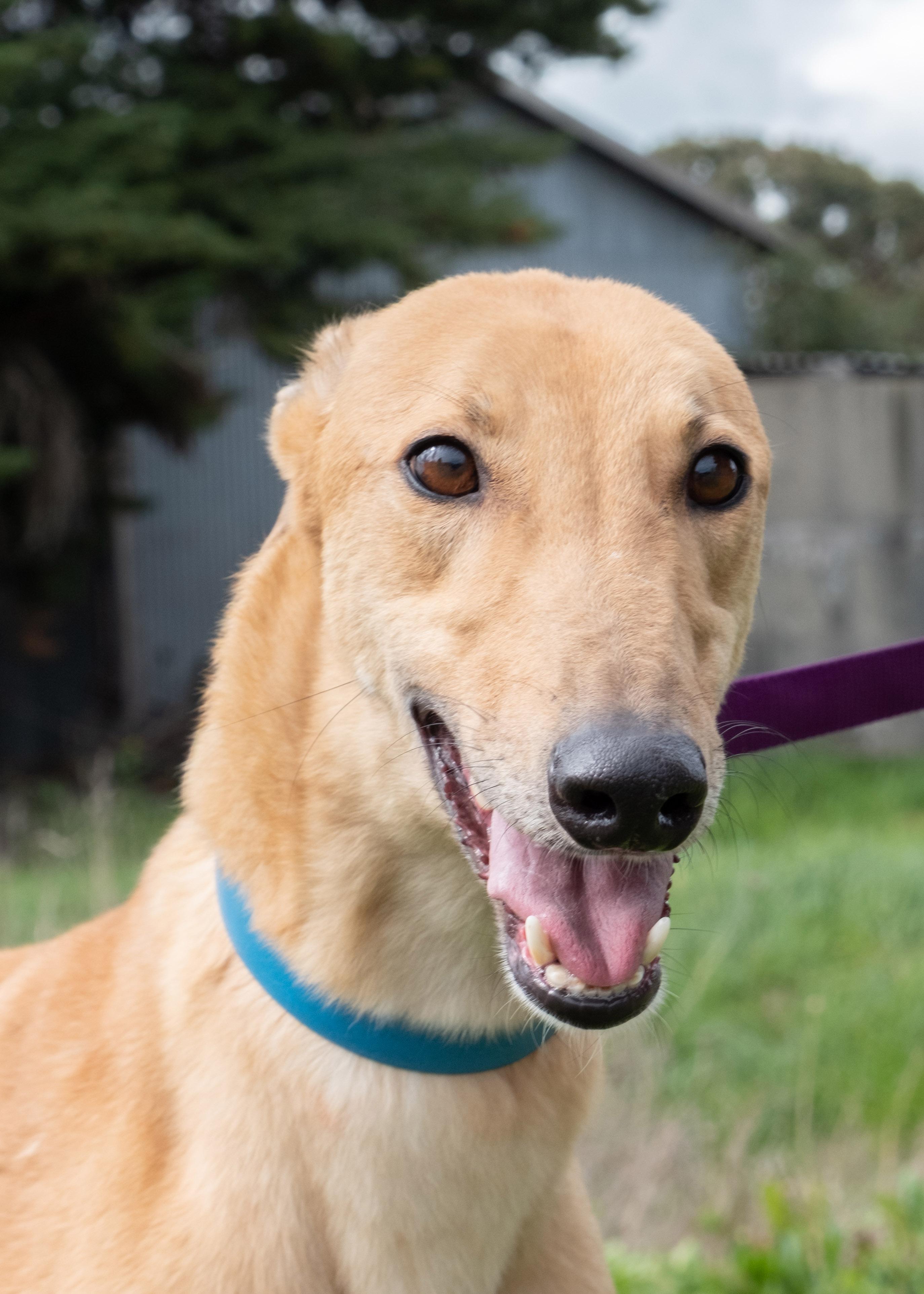 Enlarge Hudson, an adopted Greyhound in Seattle, WA image 2/4