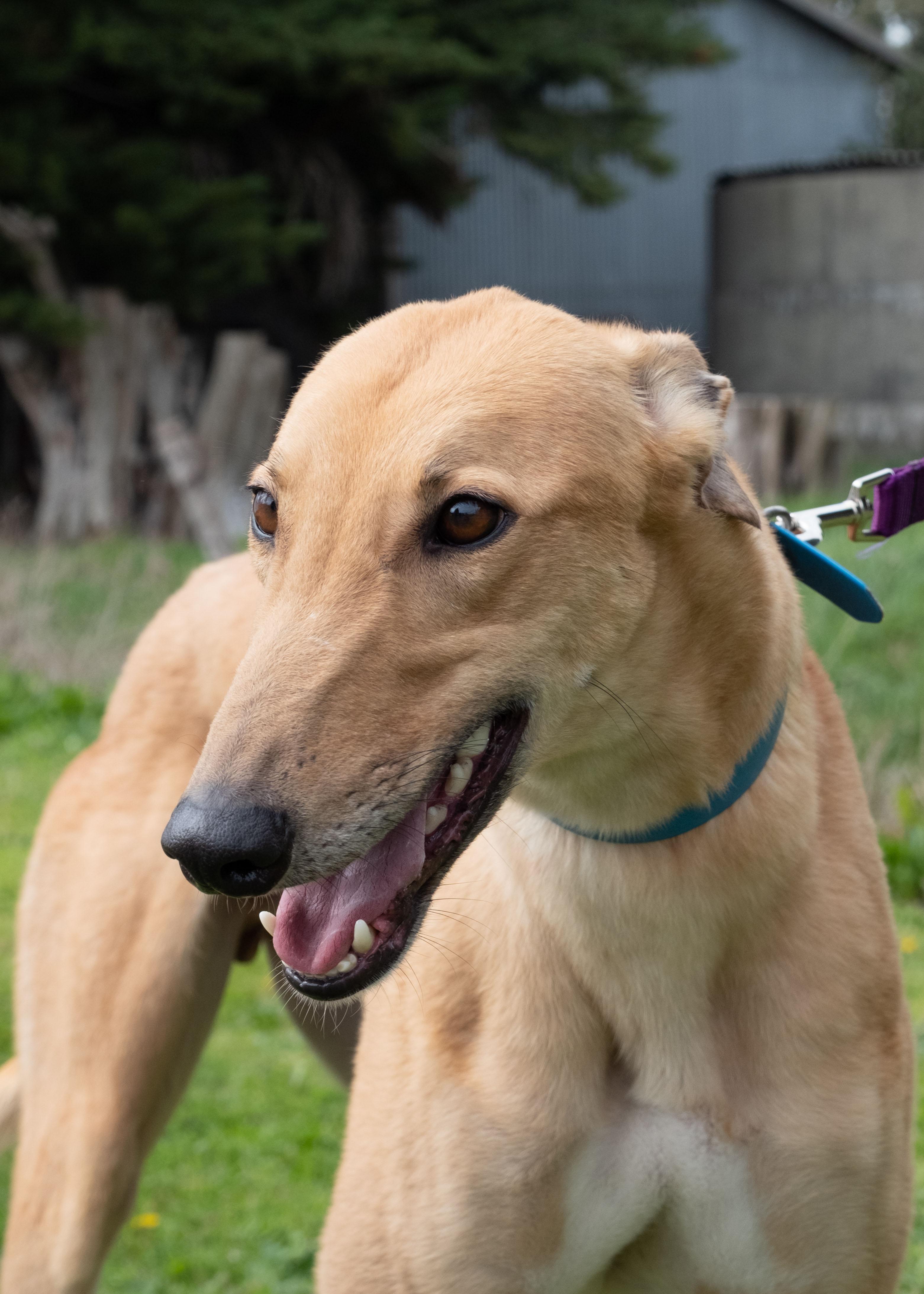 Enlarge Hudson, an adopted Greyhound in Seattle, WA image 3/4