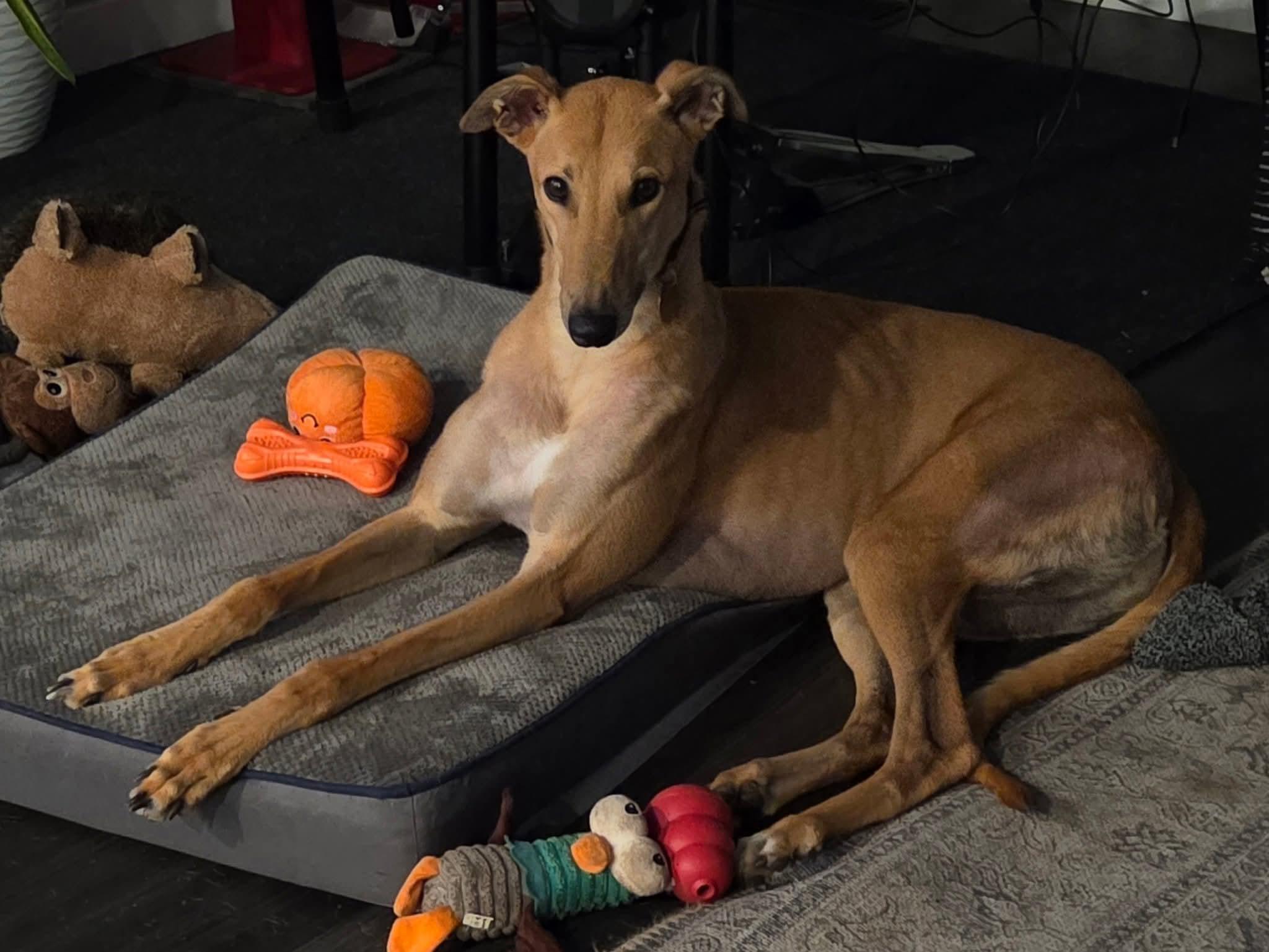 Enlarge Hudson, an adopted Greyhound in Seattle, WA image 4/4