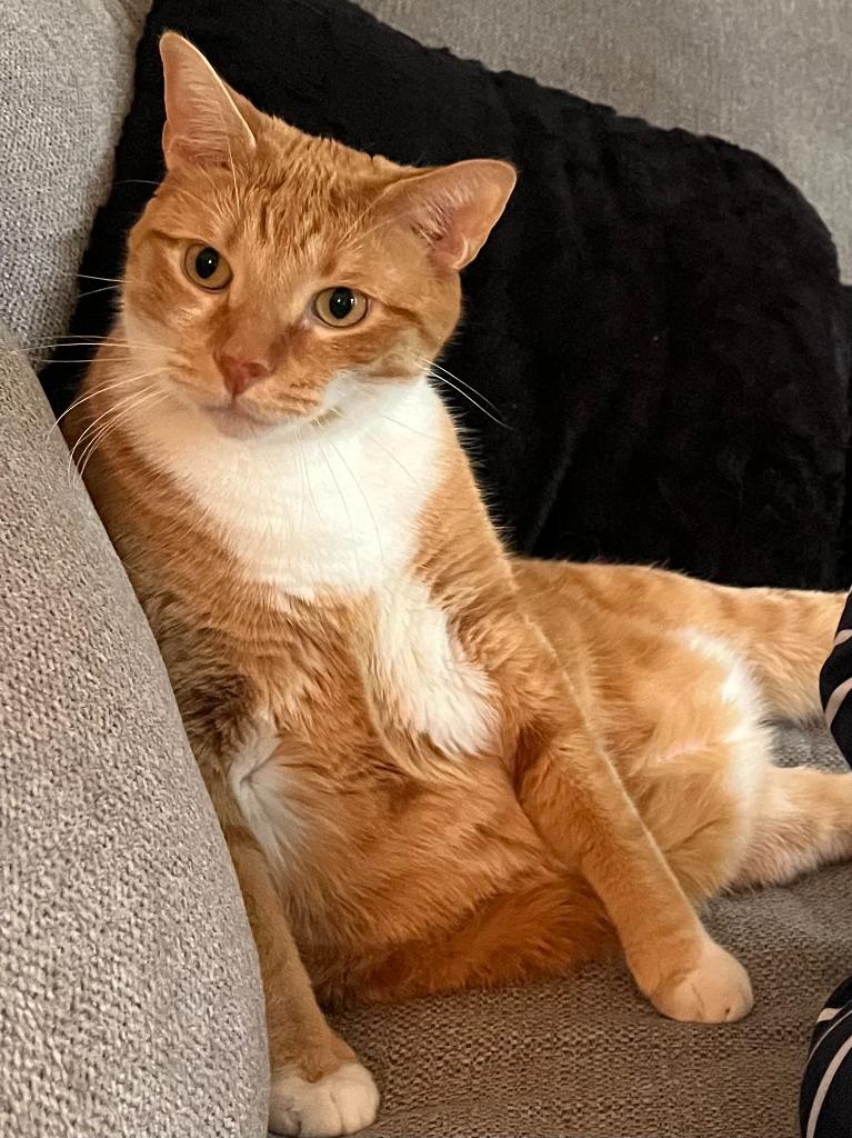 Simon, Adoptable, Adult Male Domestic Short Hair.