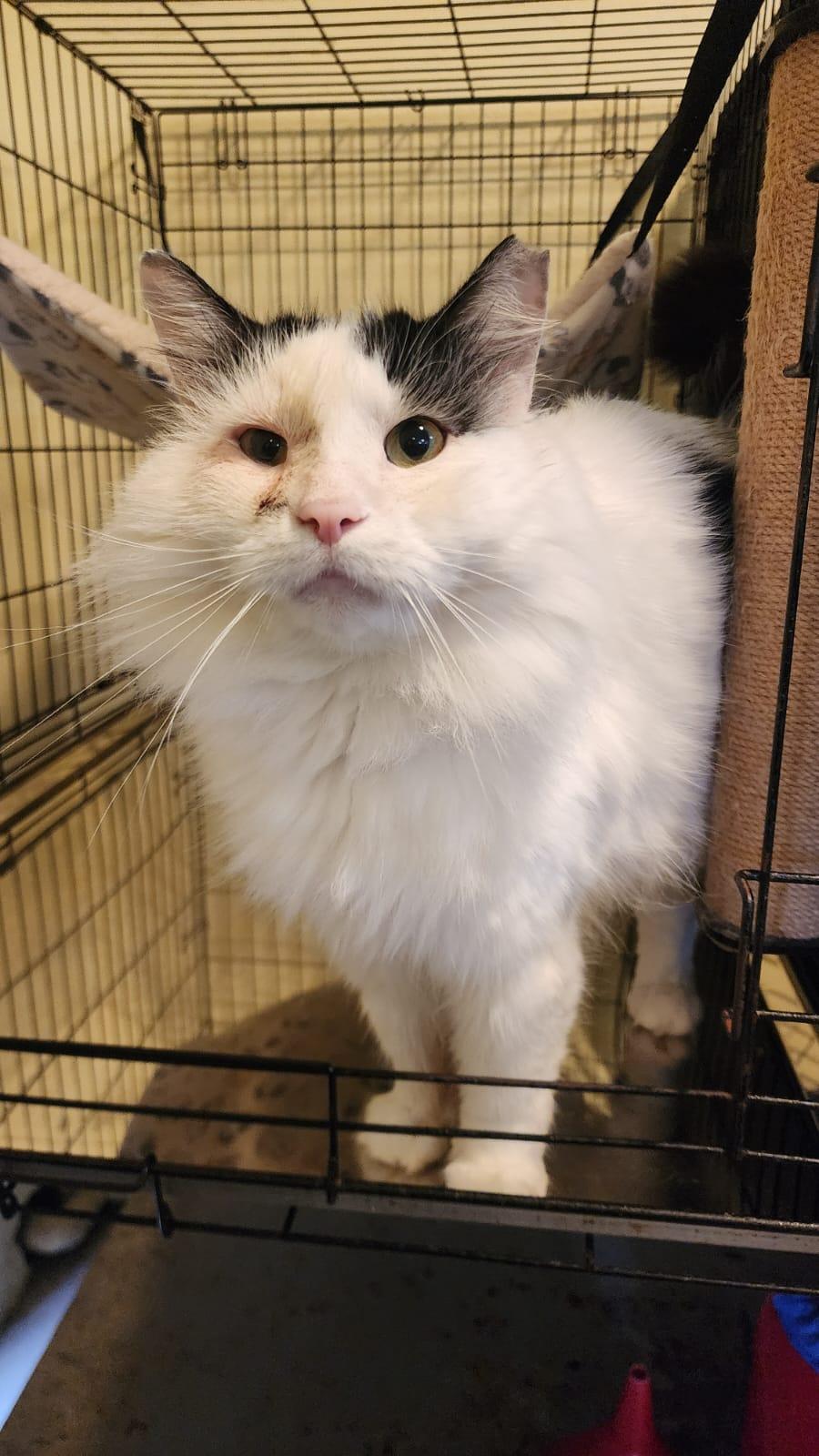 Ulises, an adoptable Domestic Long Hair in San Juan, PR, 00926 | Photo Image 1