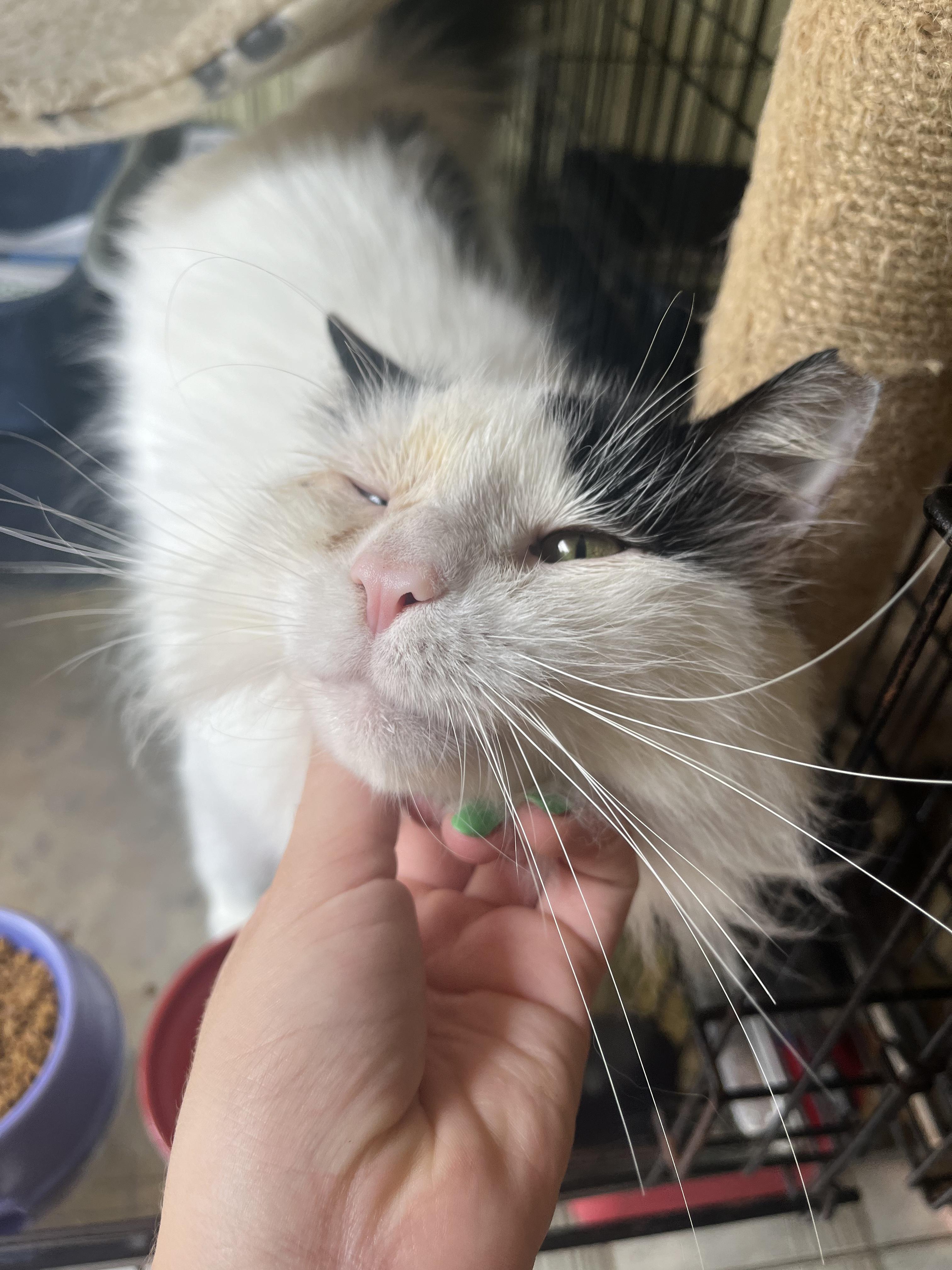 Ulises, an adoptable Domestic Long Hair in San Juan, PR, 00926 | Photo Image 4