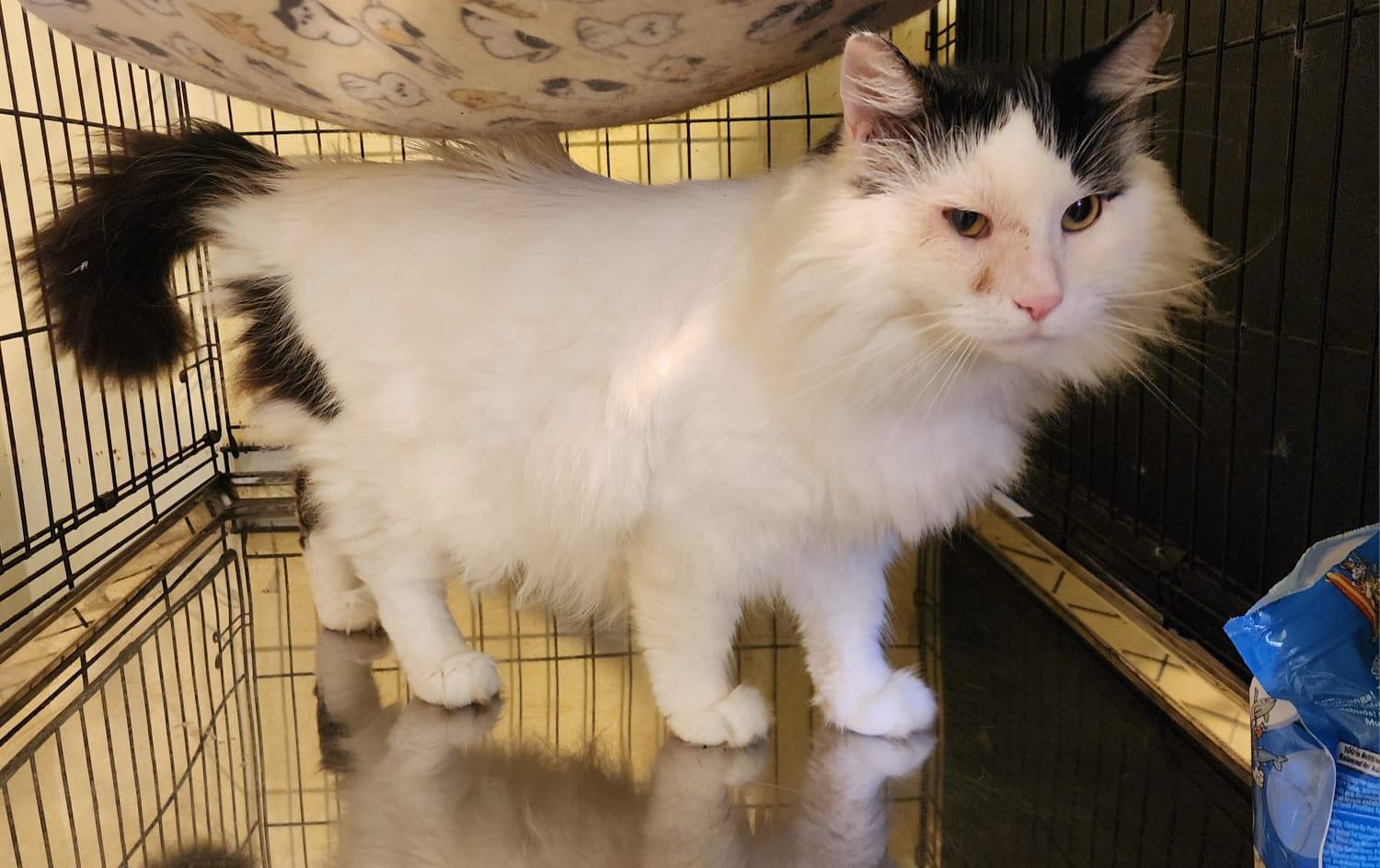 Ulises, an adoptable Domestic Long Hair in San Juan, PR, 00926 | Photo Image 2