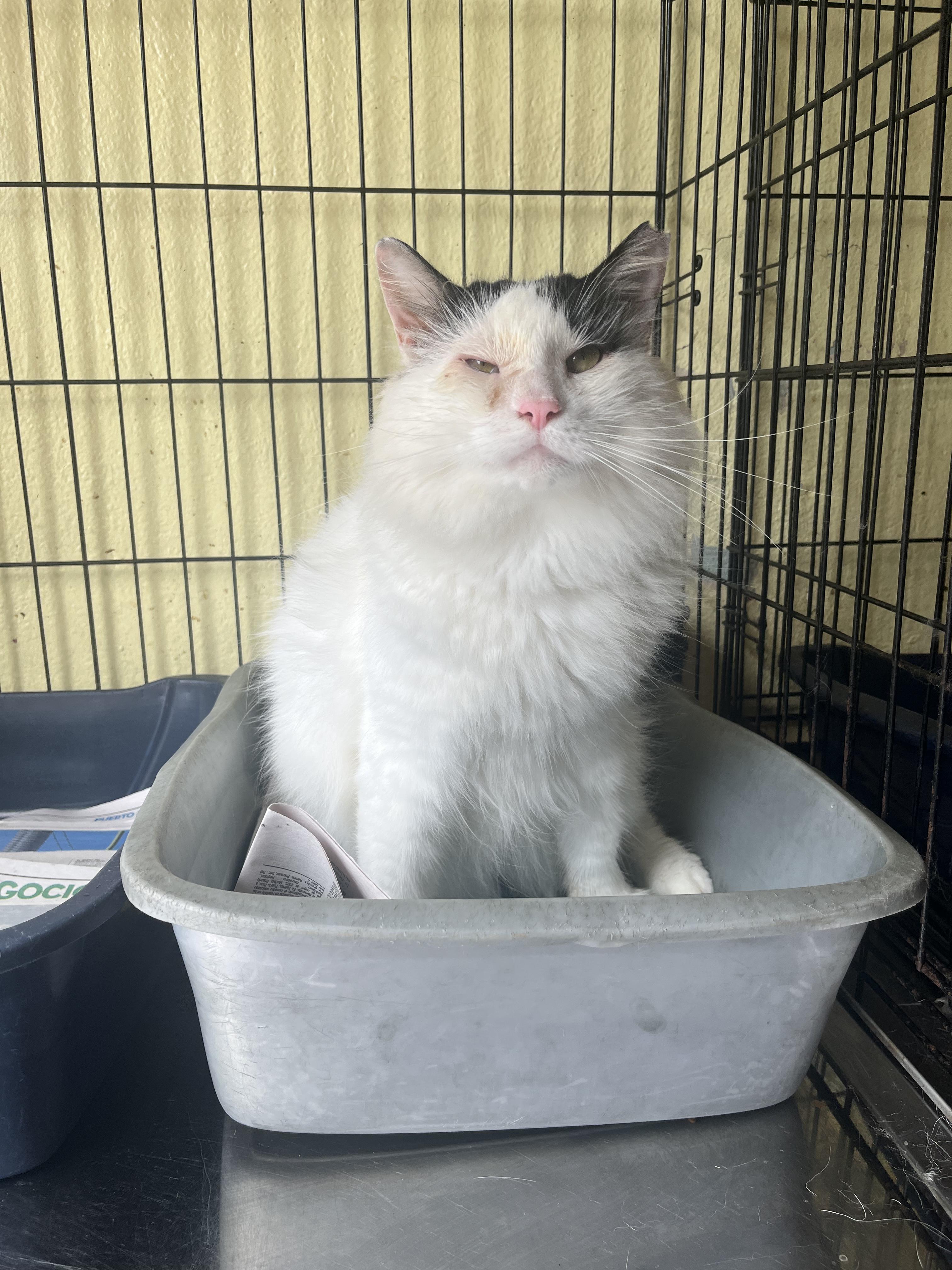 Ulises, an adoptable Domestic Long Hair in San Juan, PR, 00926 | Photo Image 3