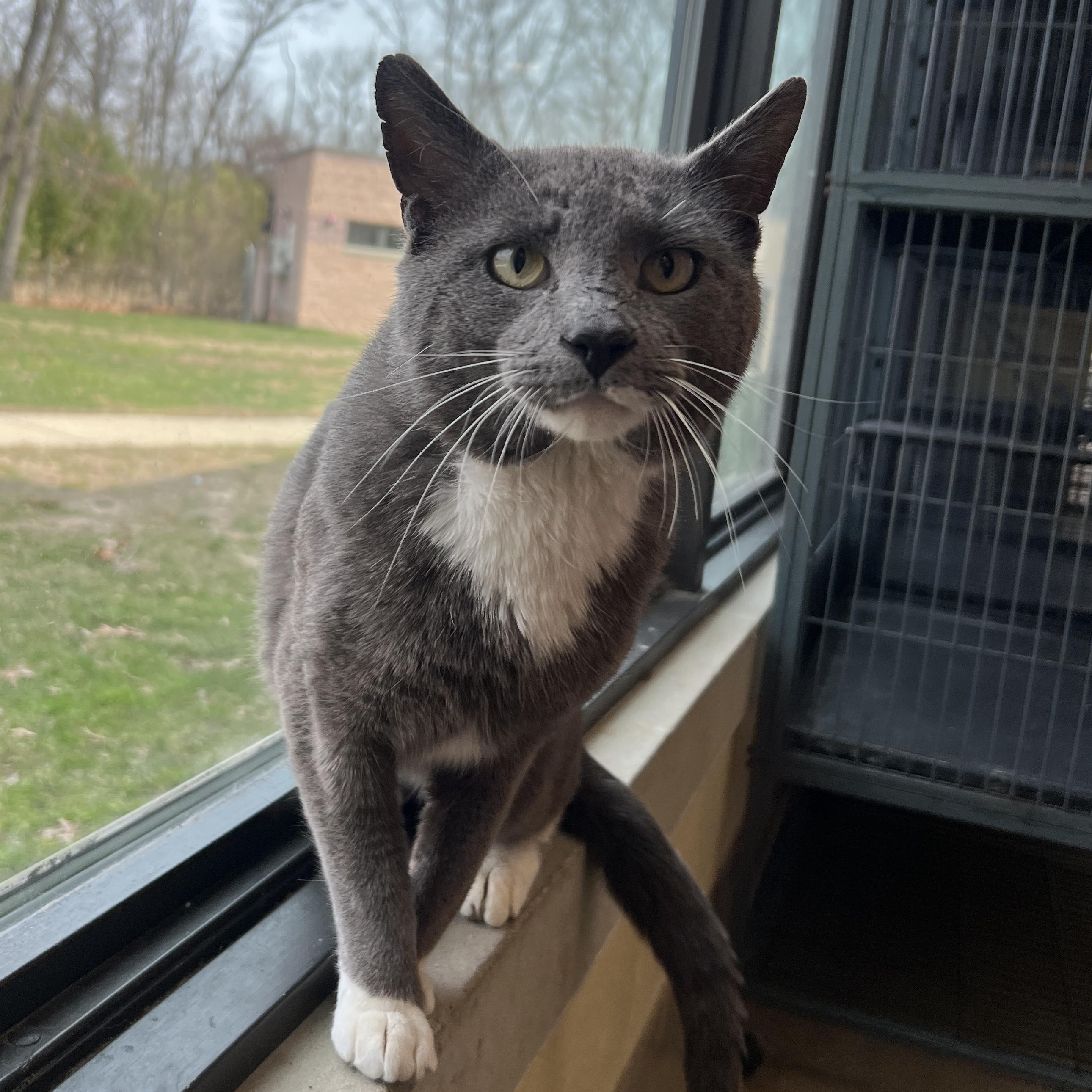 Enlarge Thumper, an adopted Domestic Short Hair in Eatontown, NJ image 3/6