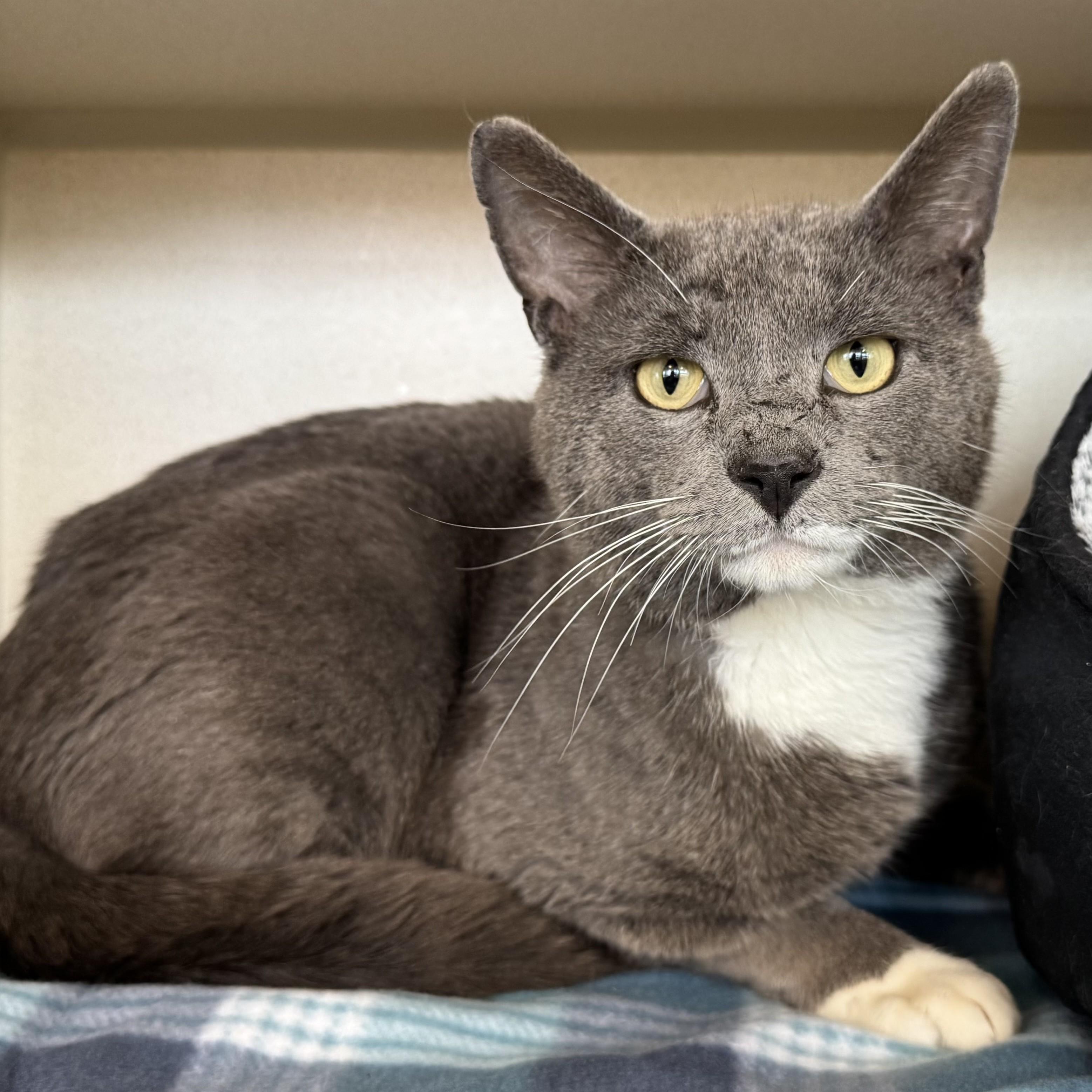 Enlarge Thumper, an adopted Domestic Short Hair in Eatontown, NJ image 5/6