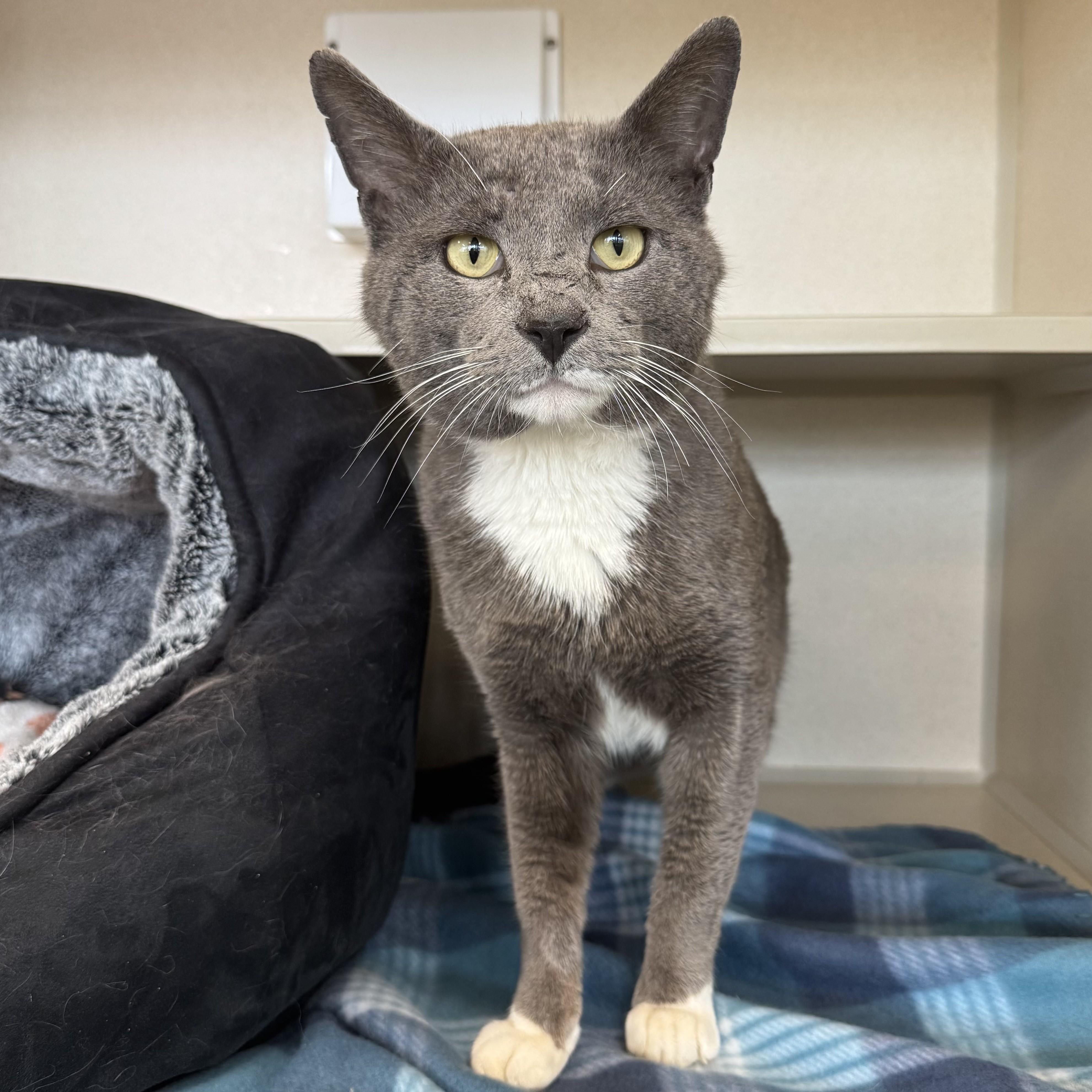 Enlarge Thumper, an adopted Domestic Short Hair in Eatontown, NJ image 2/6