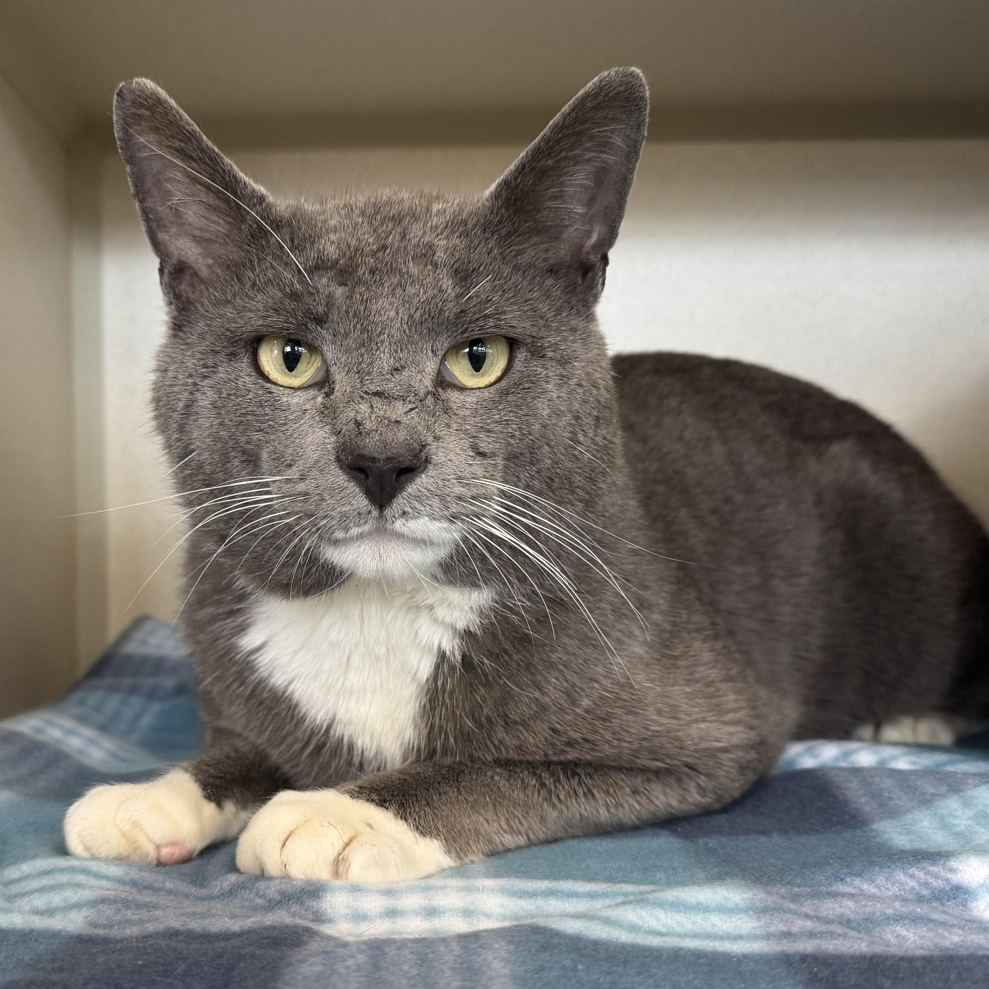 Thumper, adopted, Adult Male Domestic Short Hair.