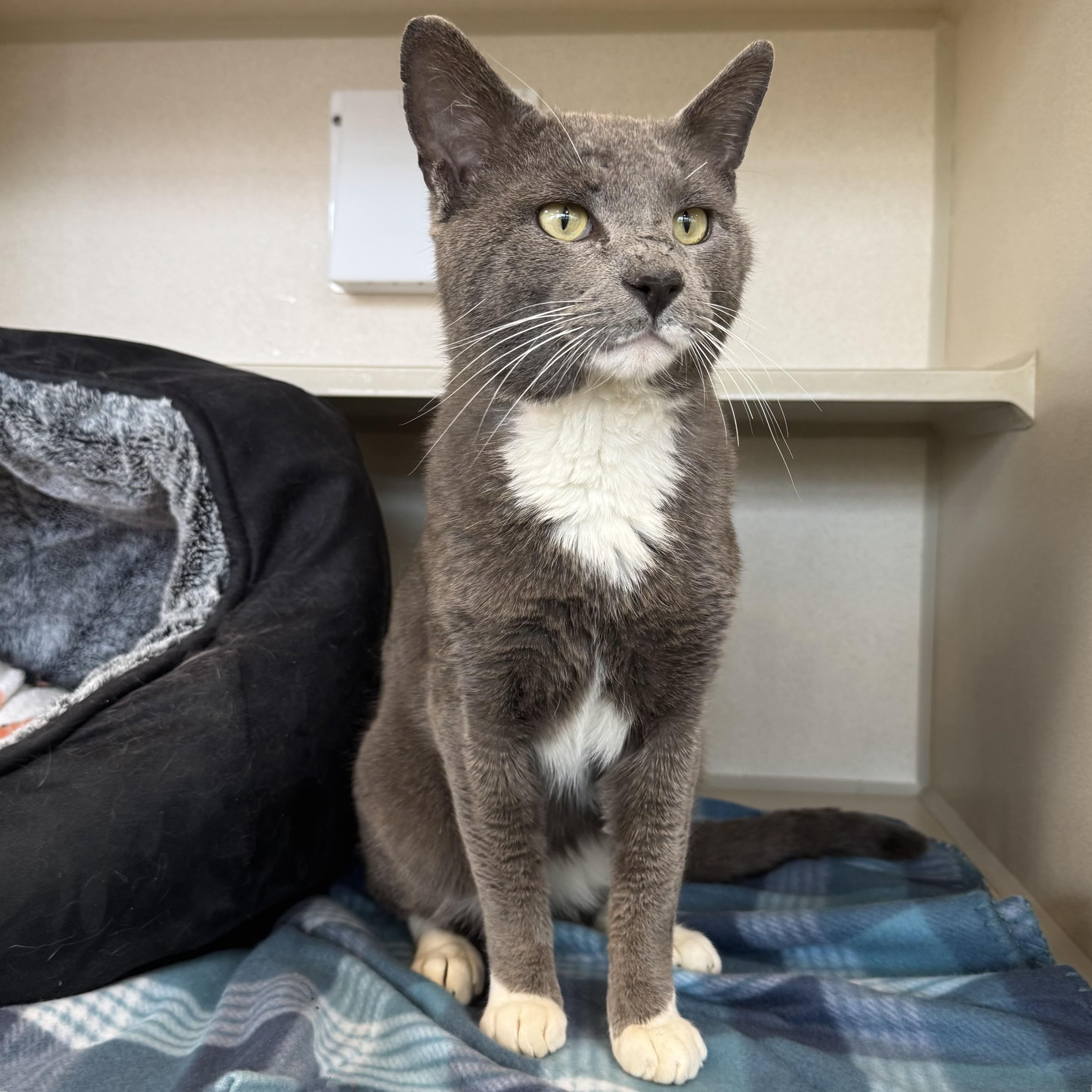 Enlarge Thumper, an adopted Domestic Short Hair in Eatontown, NJ image 6/6