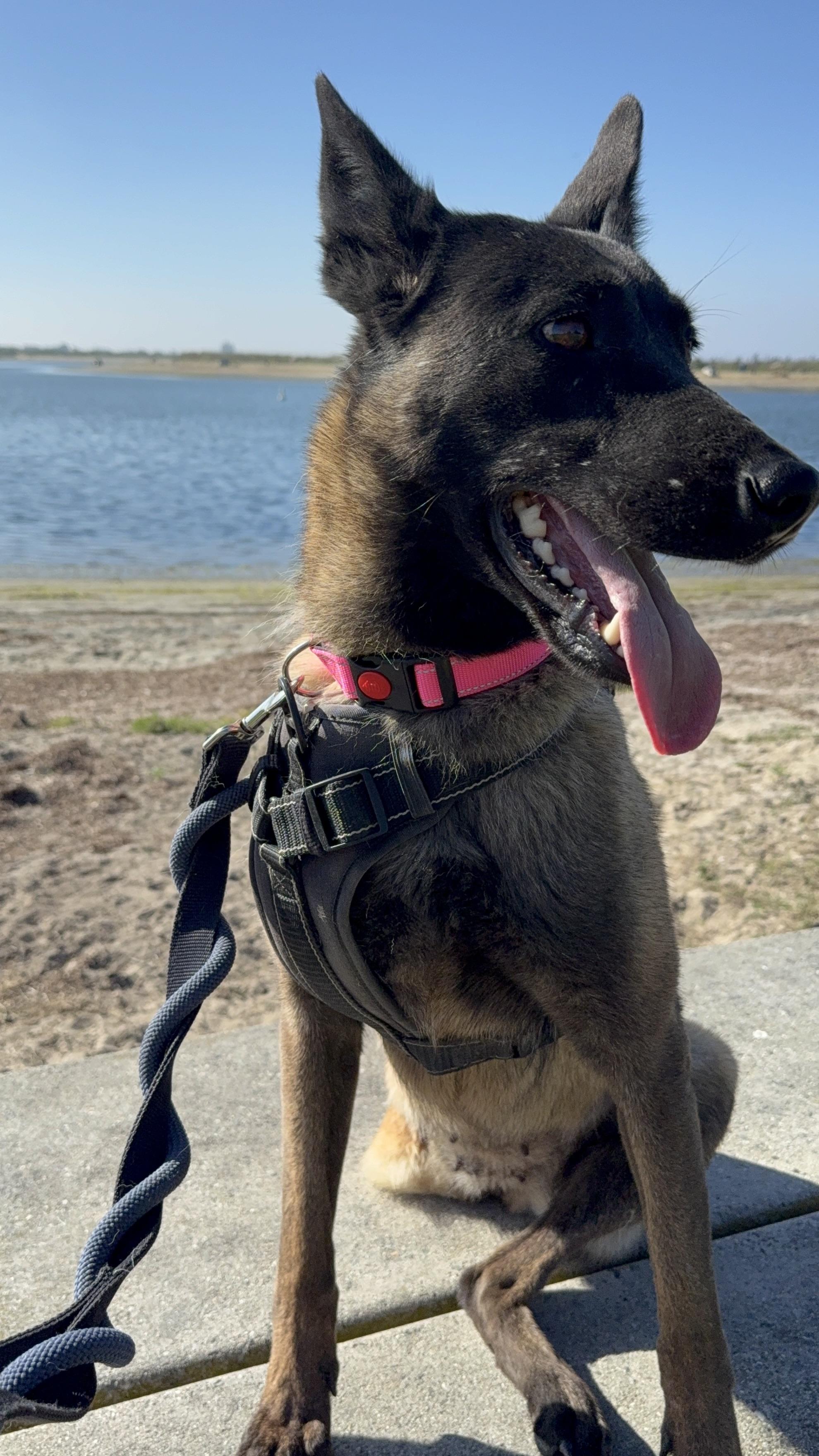 Annapurna, a ADOPTABLE Belgian Shepherd / Malinois in San Diego, CA image 1/2