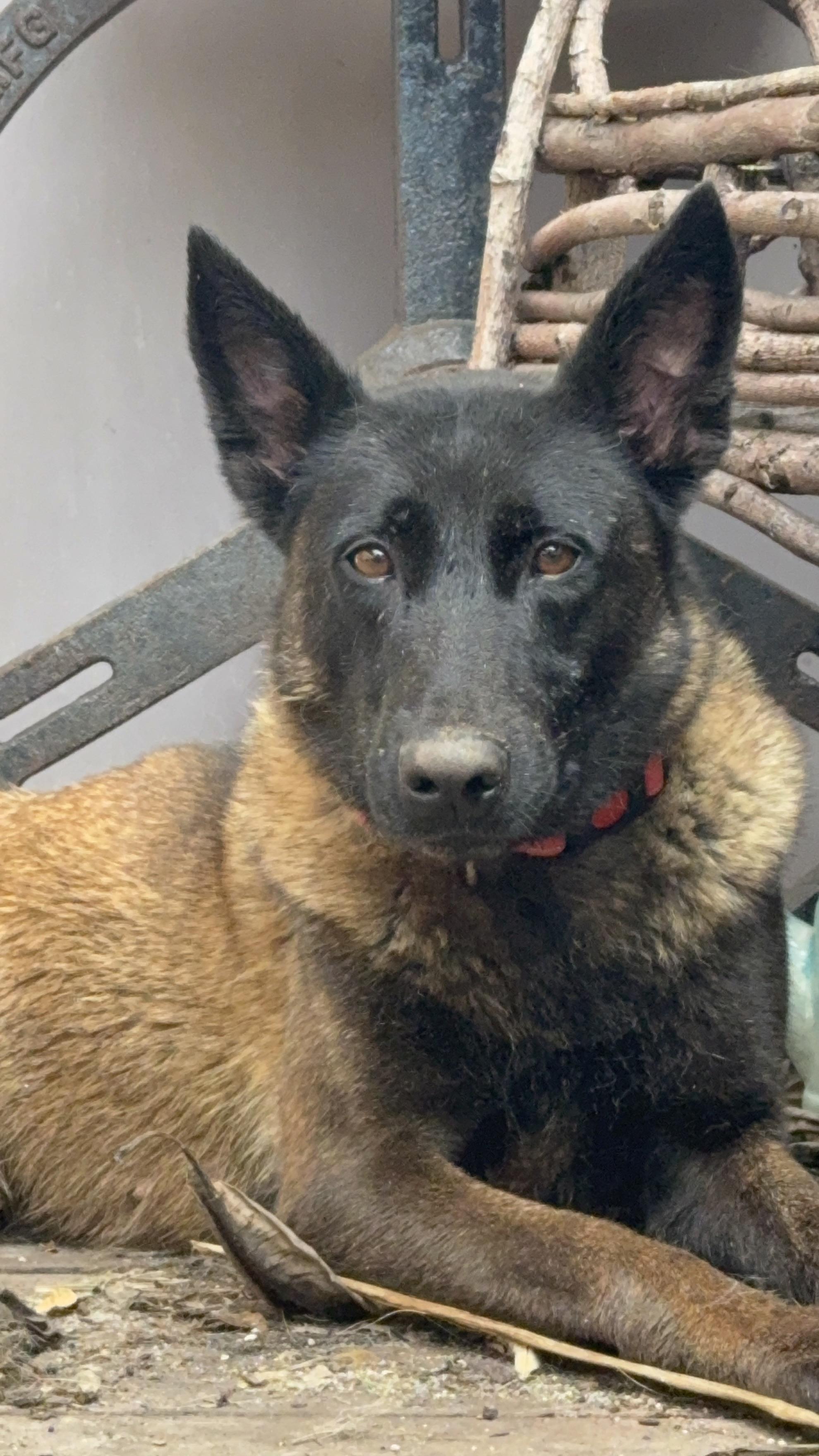 Annapurna, a ADOPTABLE Belgian Shepherd / Malinois in San Diego, CA image 2/2