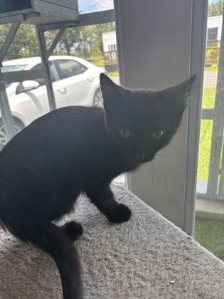 Enlarge Sully, a Adoptable mixed breed in Paducah, KY image 1/1