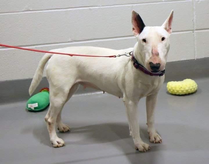 22-027 Liza Minelli, Adopted, Adult Female Bull Terrier.