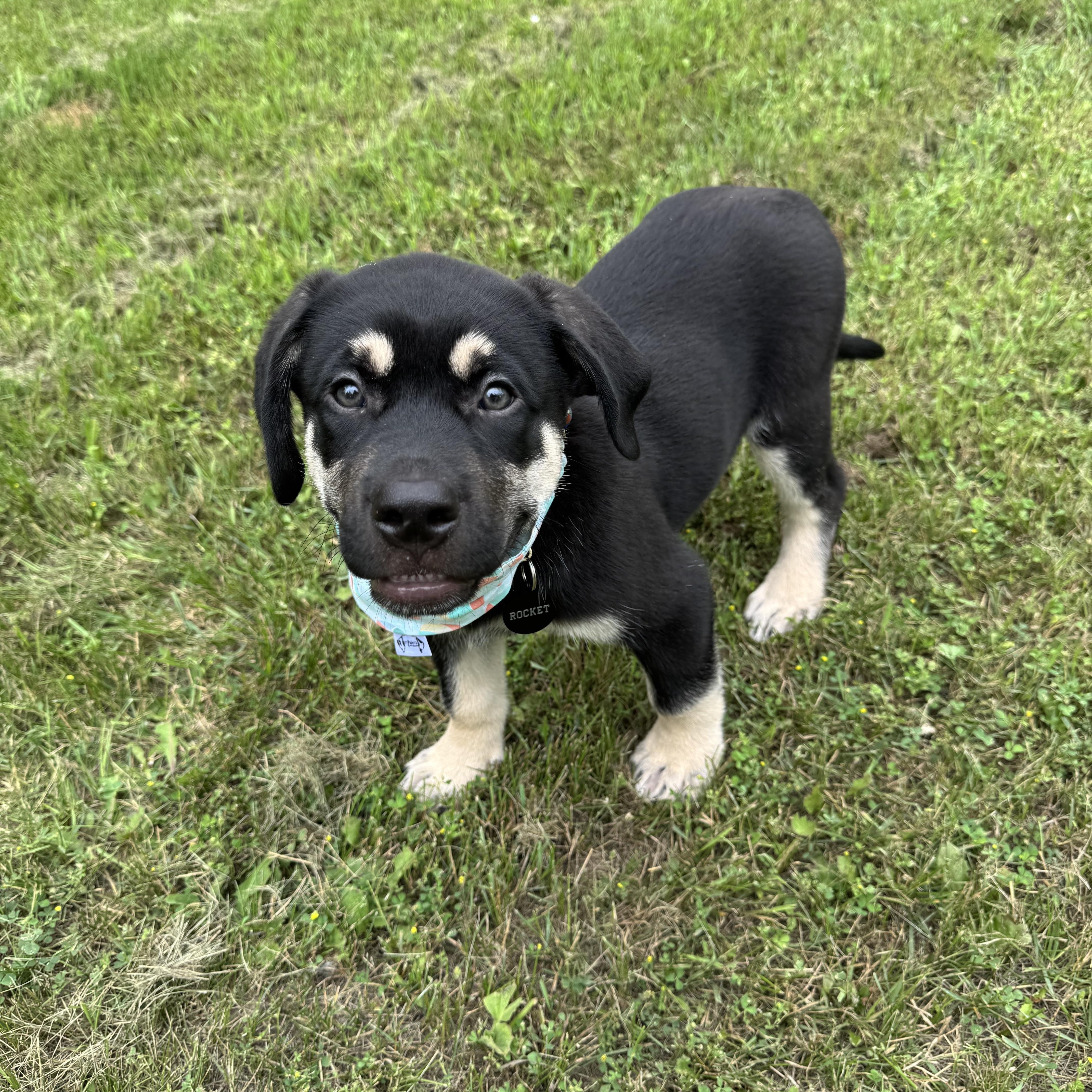 Enlarge Rocket, a Adoptable mixed breed in Saskatoon, SK image 2/6