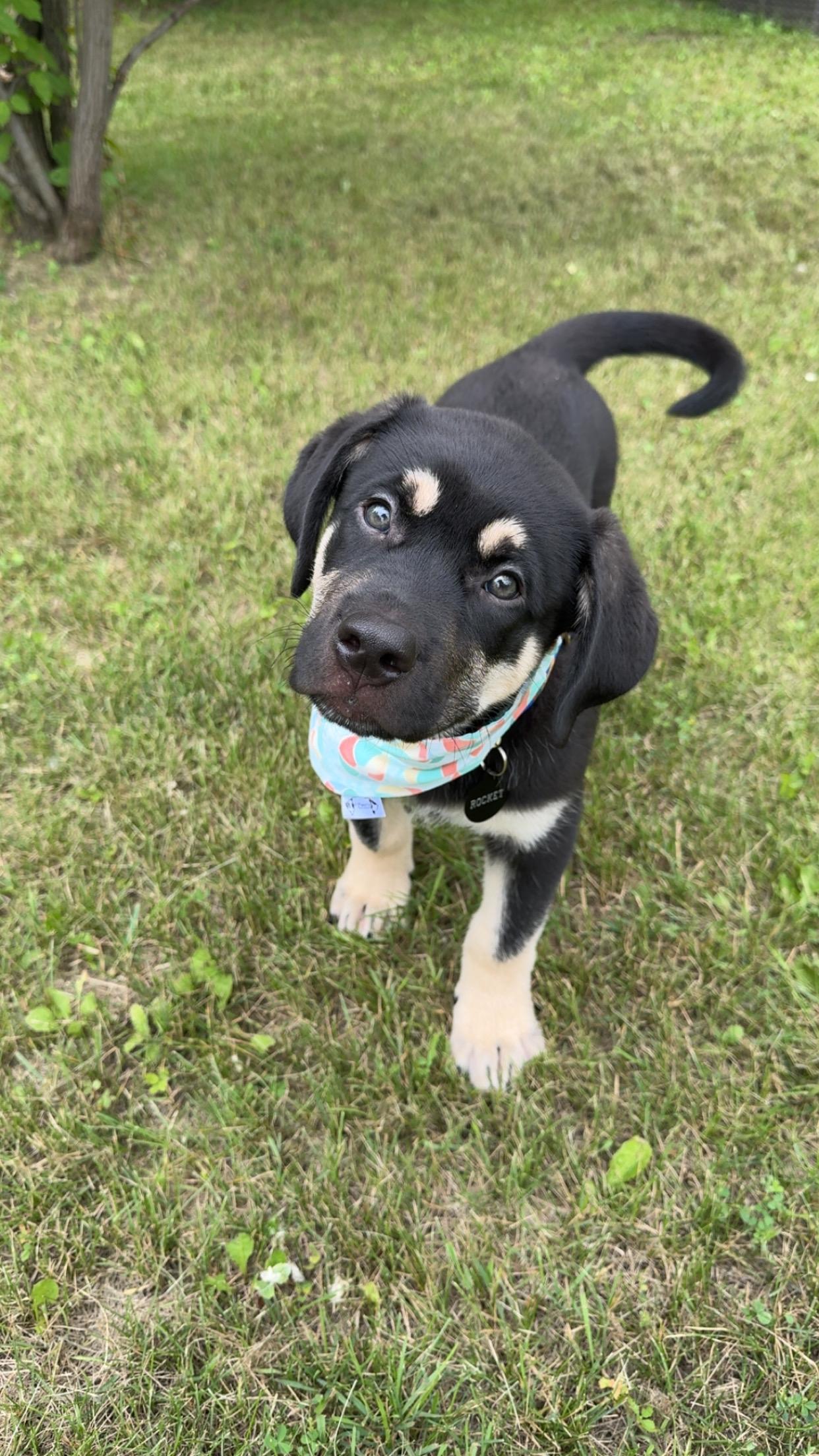 Enlarge Rocket, a Adoptable mixed breed in Saskatoon, SK image 6/6