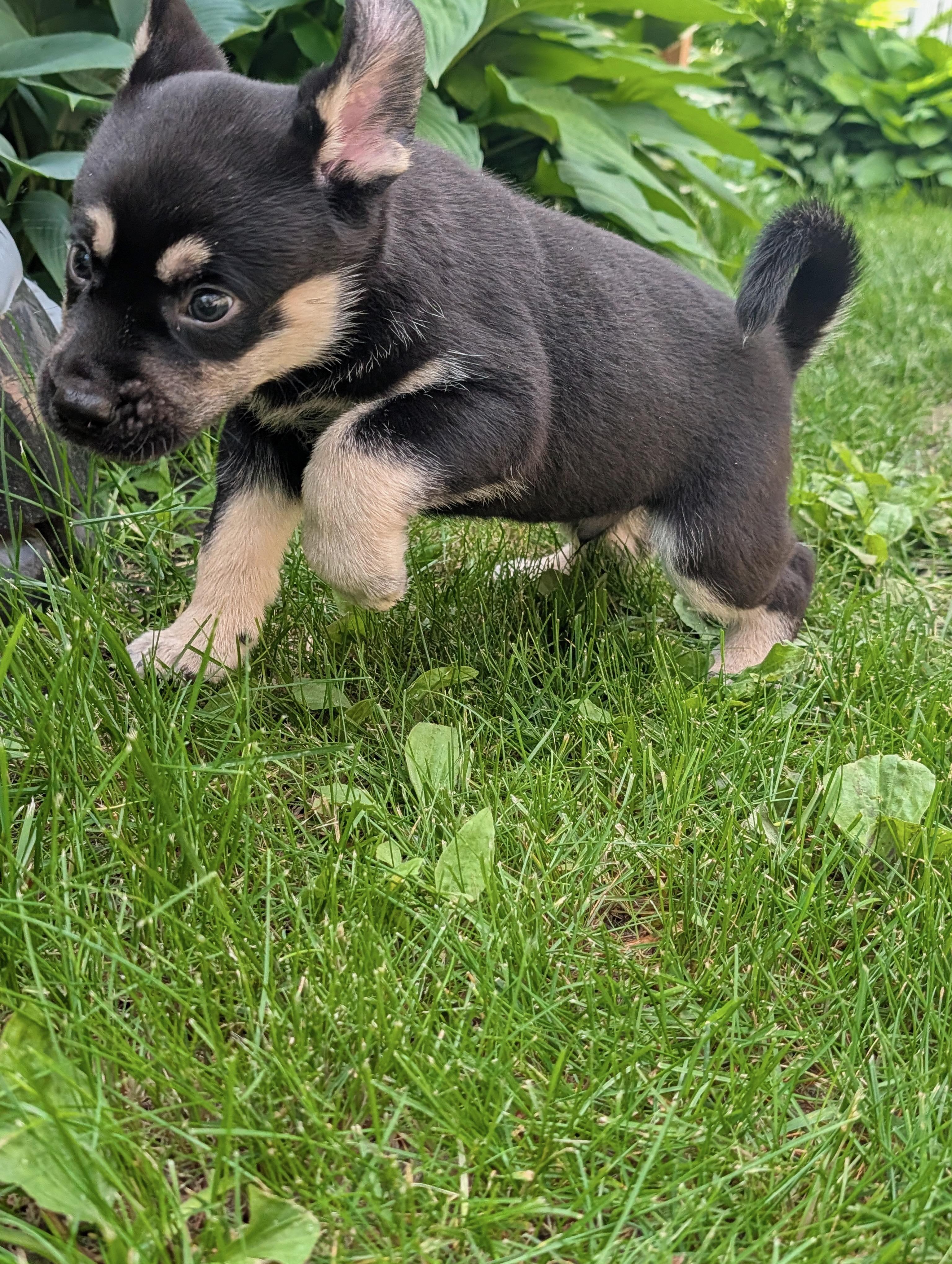 Enlarge Rocket, a Adoptable Mixed Breed in Saskatoon, SK image 4/4