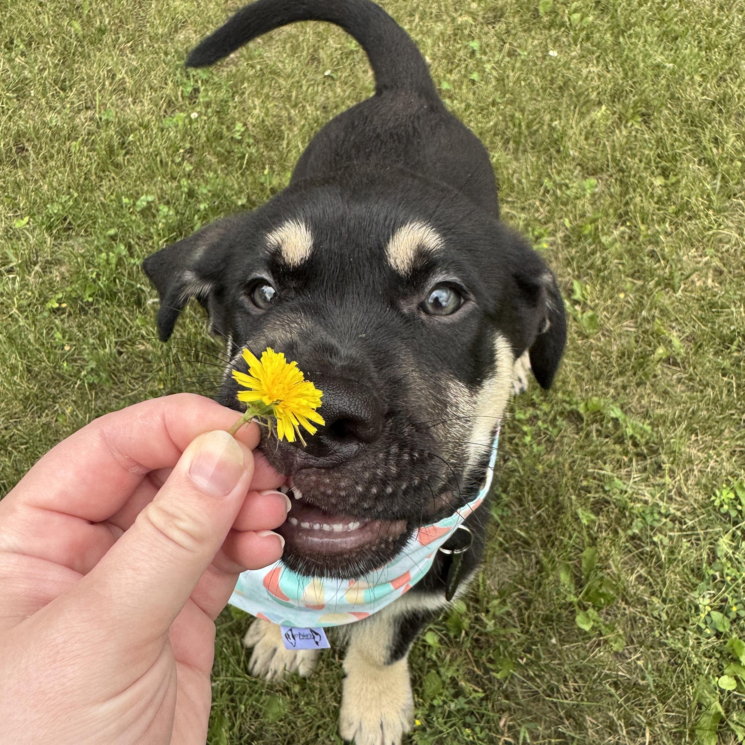 Enlarge Rocket, a Adoptable mixed breed in Saskatoon, SK image 3/6