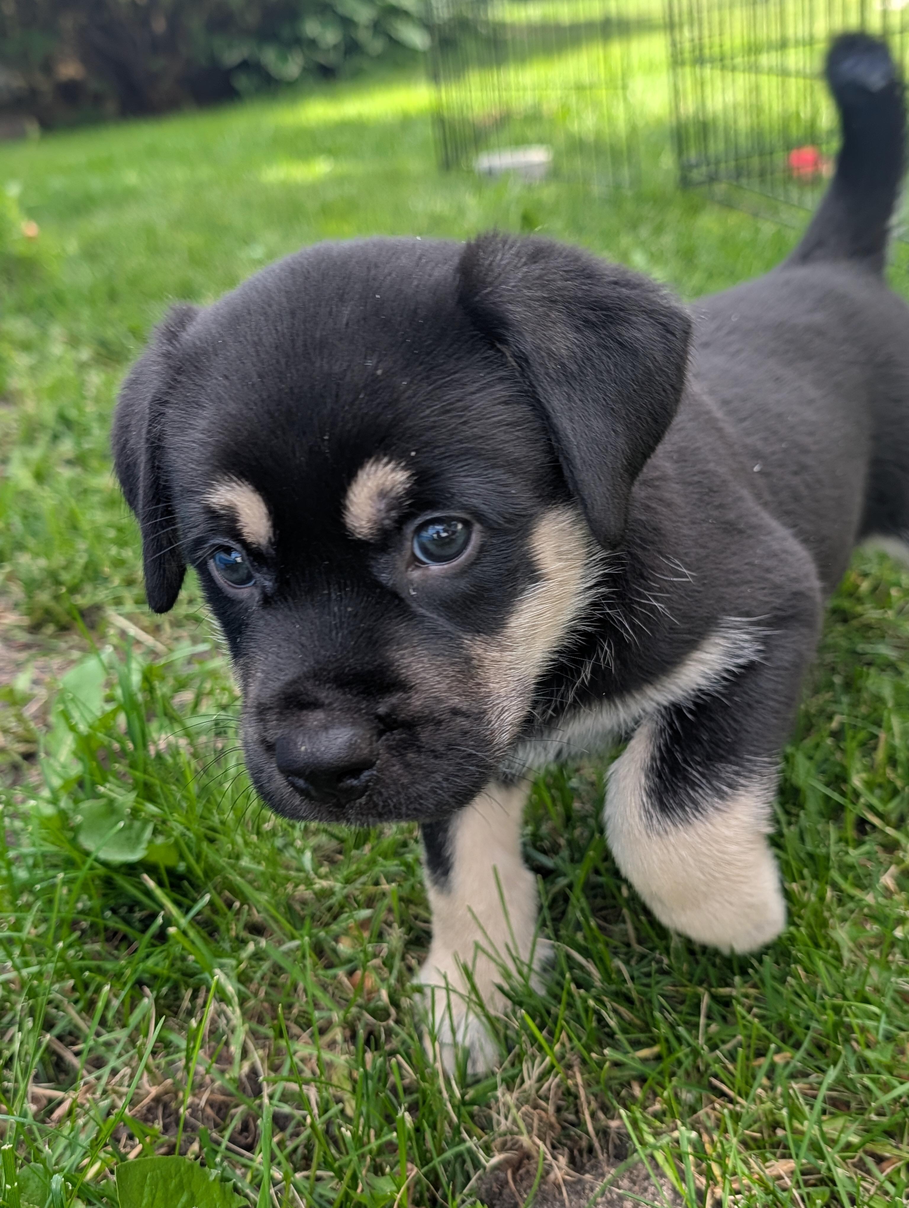 Enlarge Rocket, a Adoptable Mixed Breed in Saskatoon, SK image 3/4