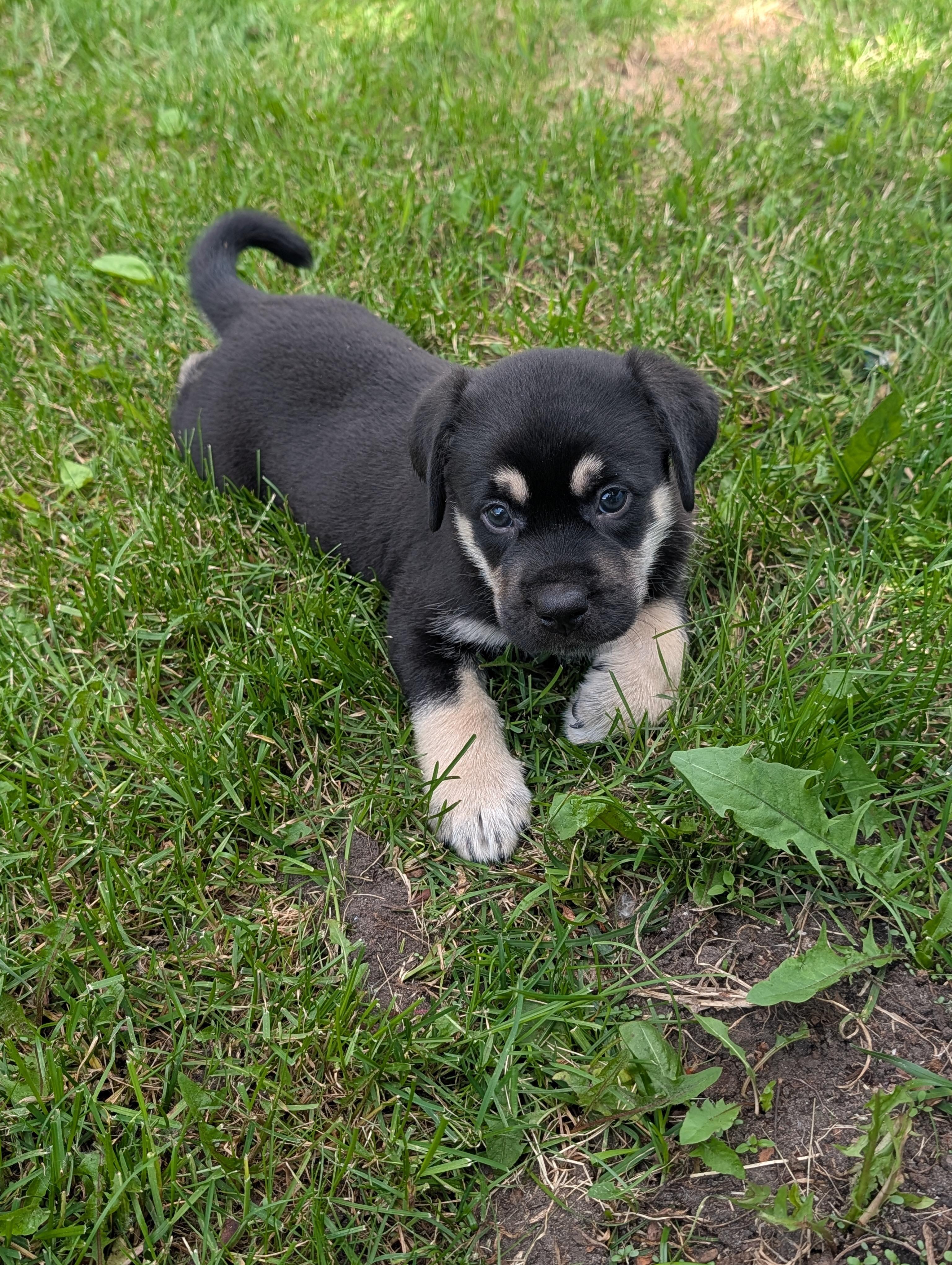 Enlarge Rocket, a Adoptable Mixed Breed in Saskatoon, SK image 2/4