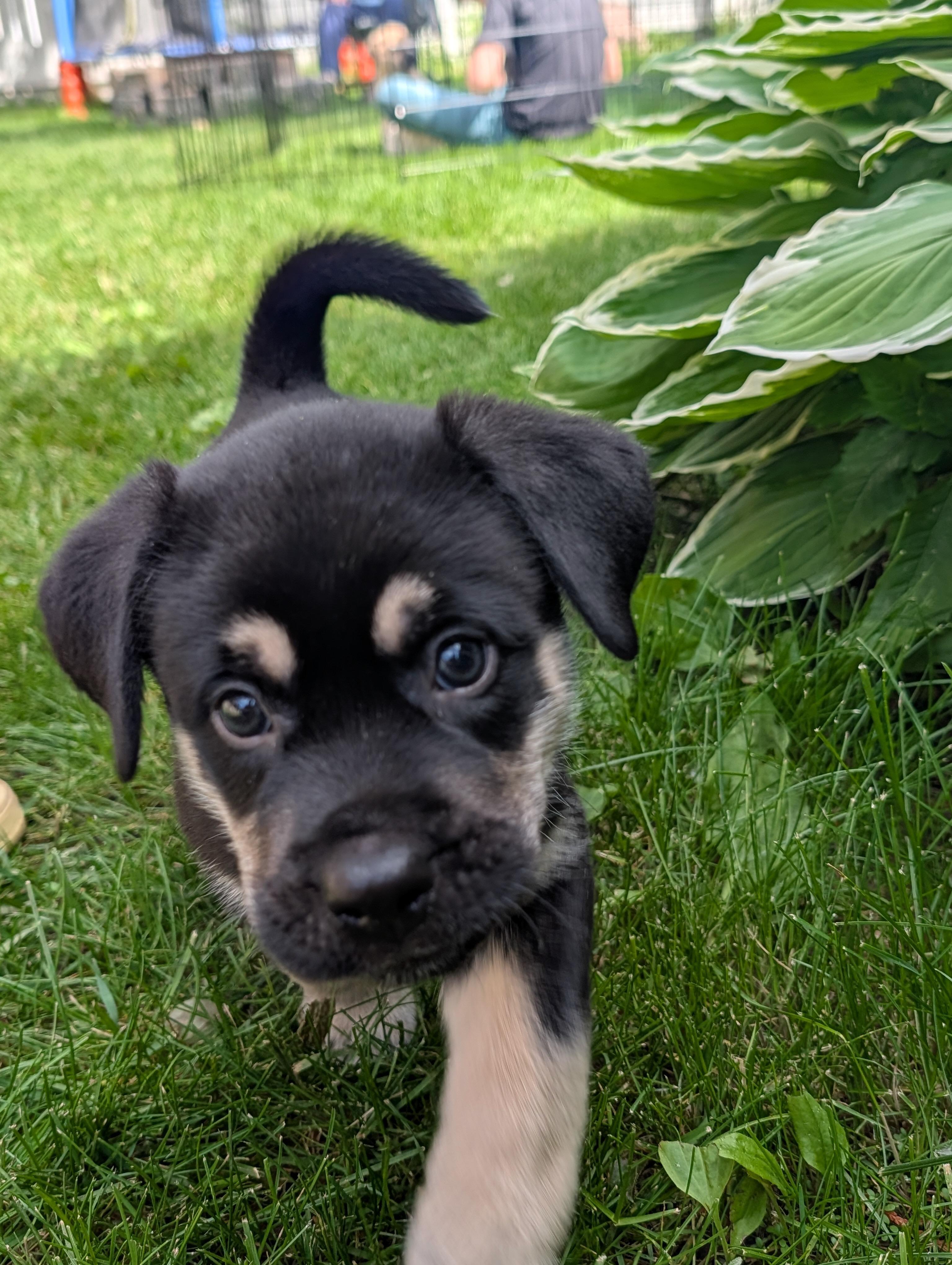 Enlarge Rocket, a Adoptable Mixed Breed in Saskatoon, SK image 1/4