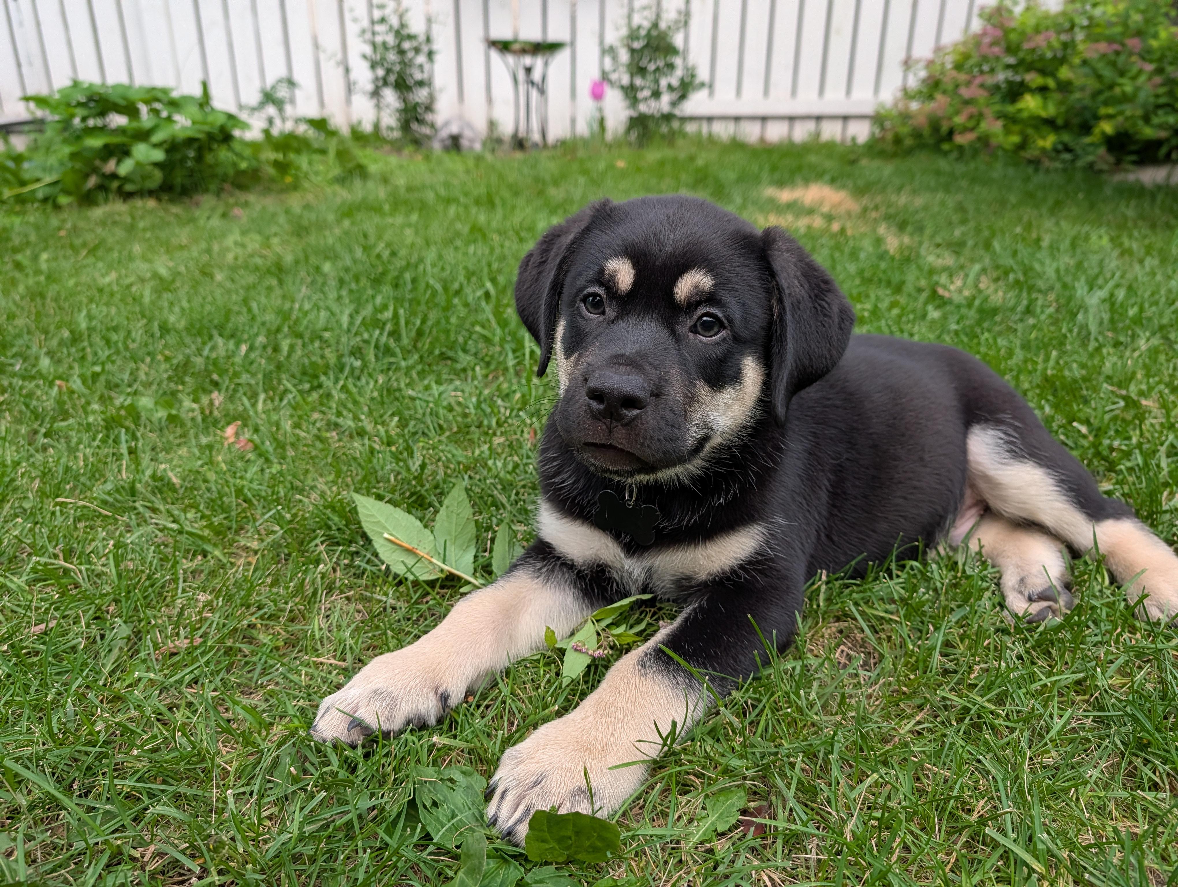 Rocket, Adoptable, Puppy Male Mixed Breed.