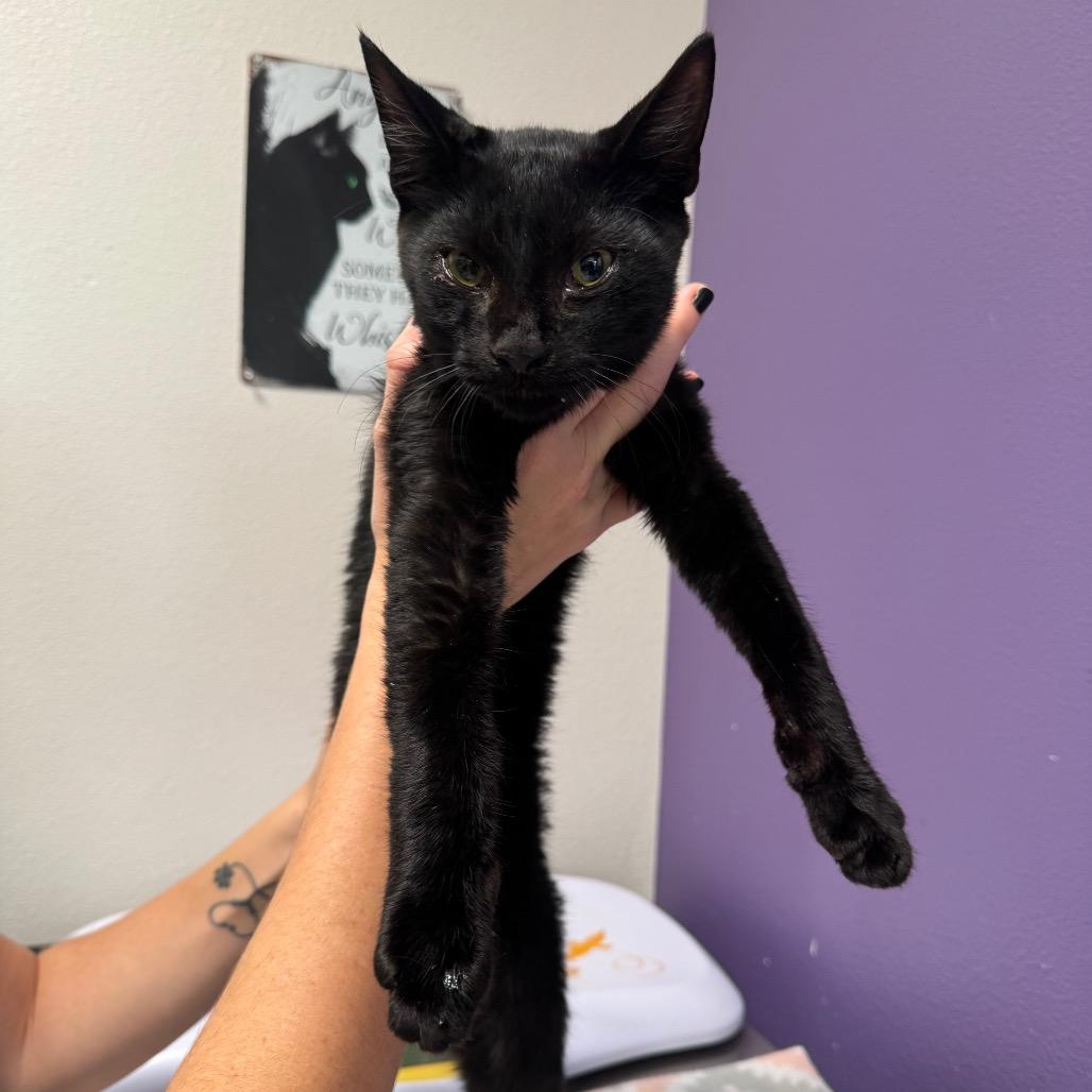 Astro, Adoptable, Young Male Domestic Short Hair.