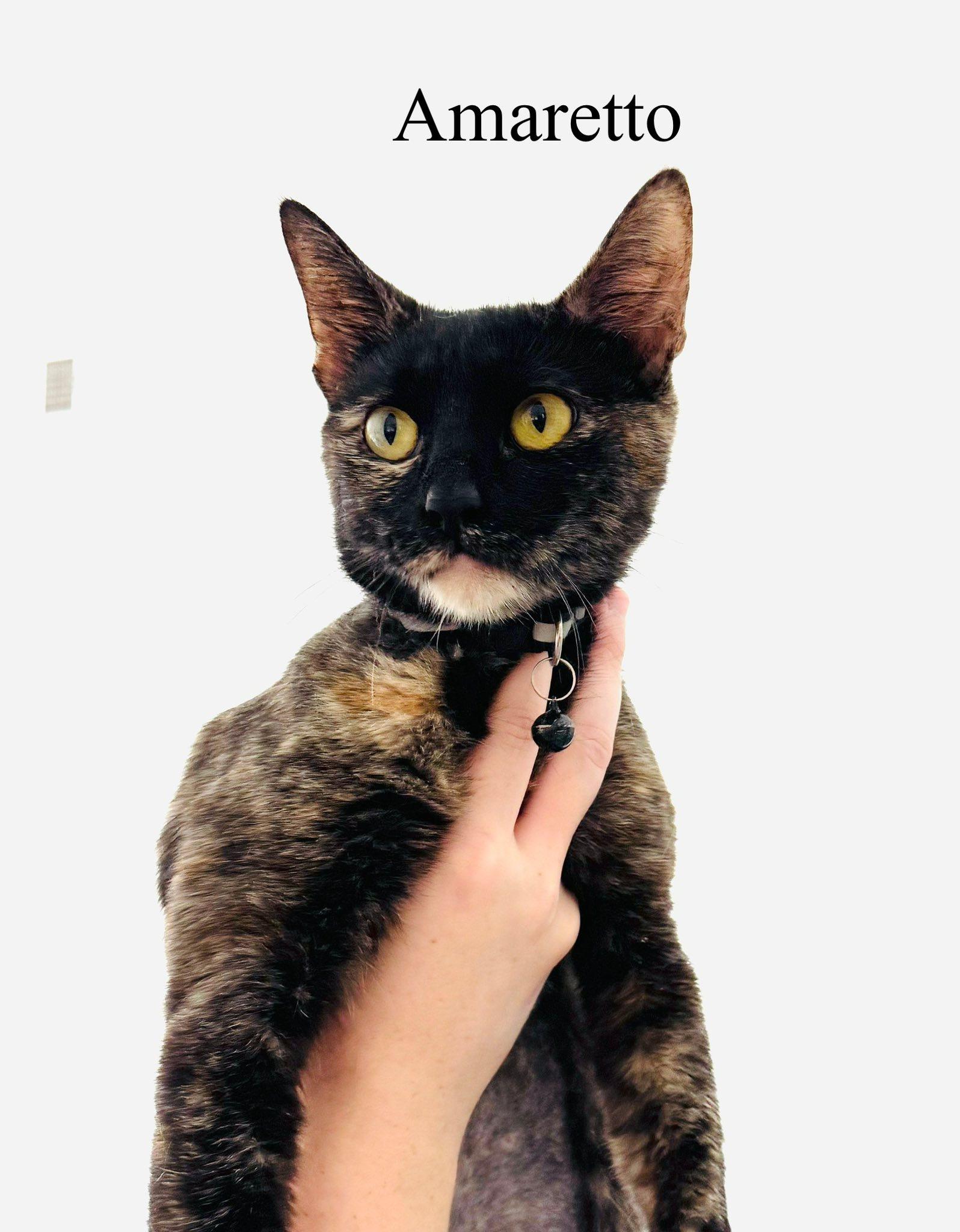 Amaretto — thumbnail 3