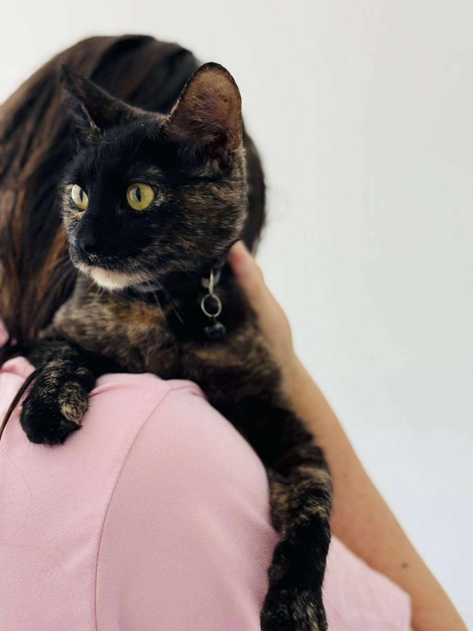 Amaretto — thumbnail 5