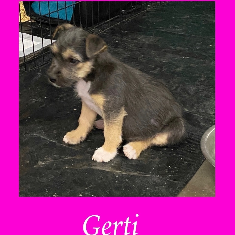 Enlarge Gerti , a Adopted mixed breed in Canyon, TX image 1/1