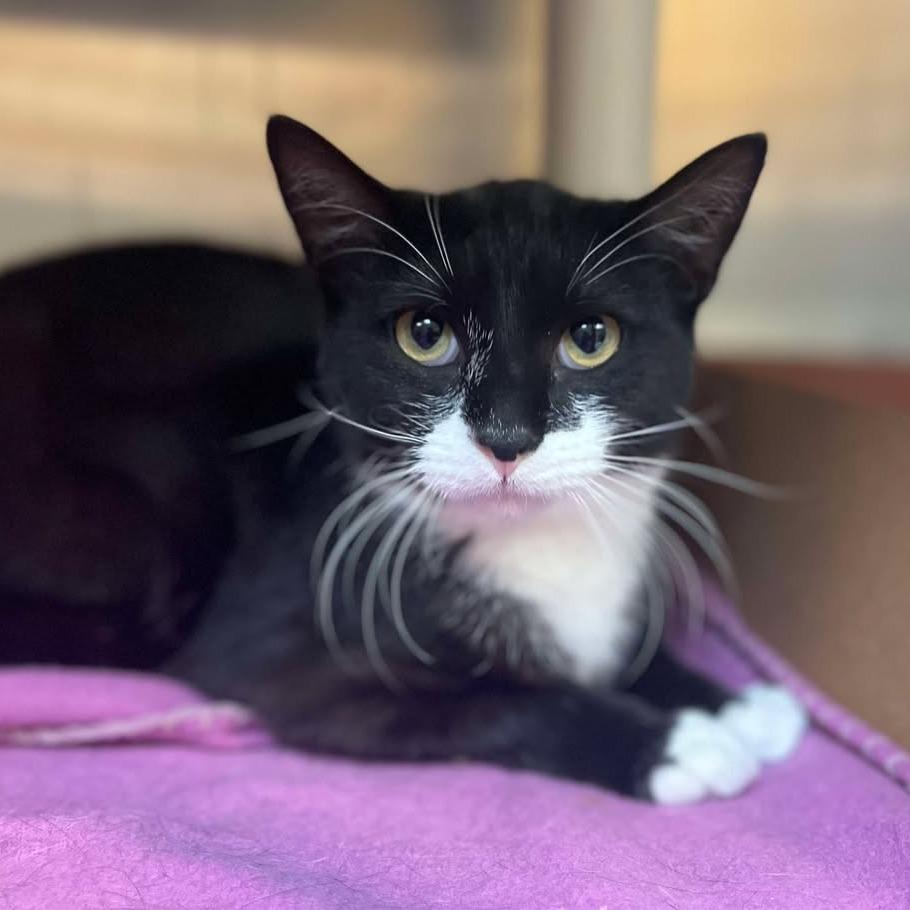 Enlarge Nimbus, a Adoptable Domestic Short Hair in Milan, IL image 2/6