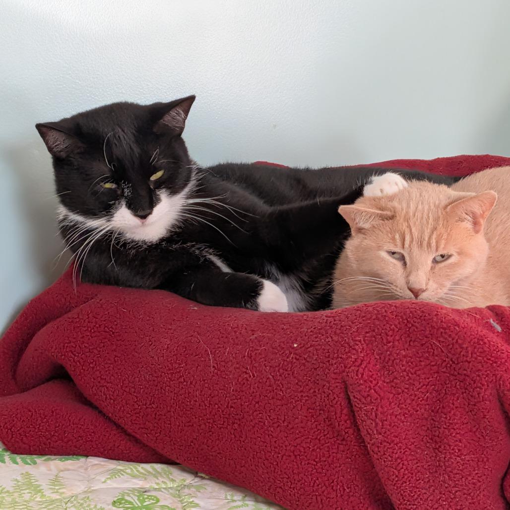 Enlarge Nimbus, a Adoptable Domestic Short Hair in Milan, IL image 3/6