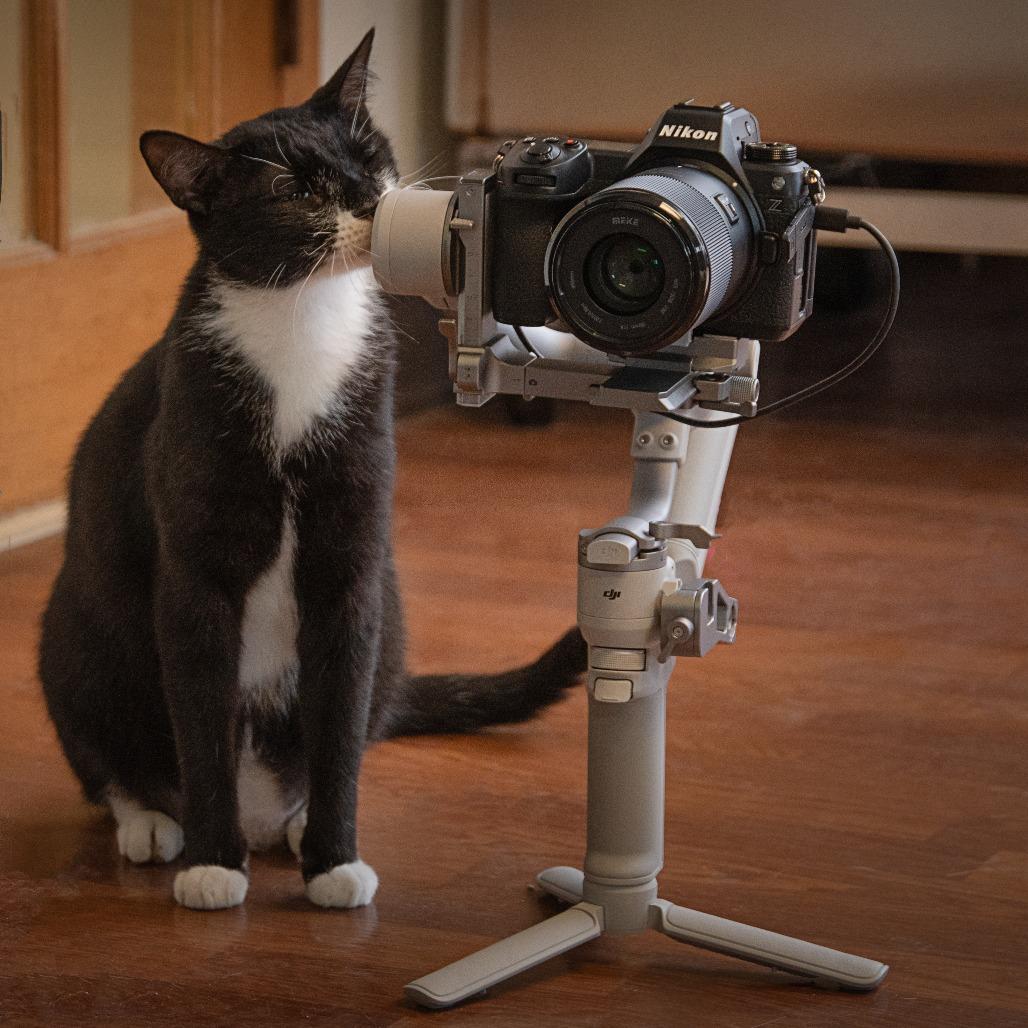 Enlarge Nimbus, a Adoptable Domestic Short Hair in Milan, IL image 5/6