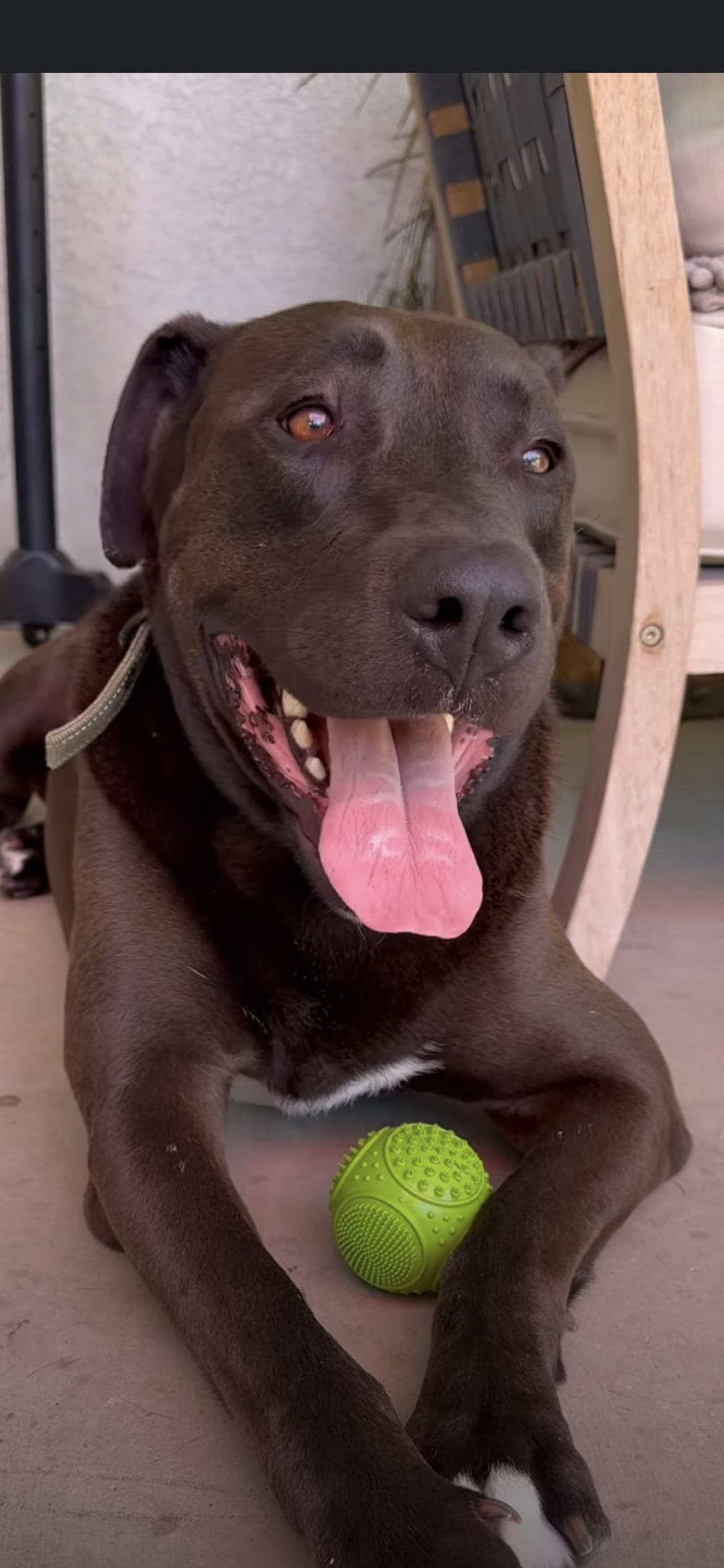 David, Adoptable, Adult Male Labrador Retriever & American Bulldog.