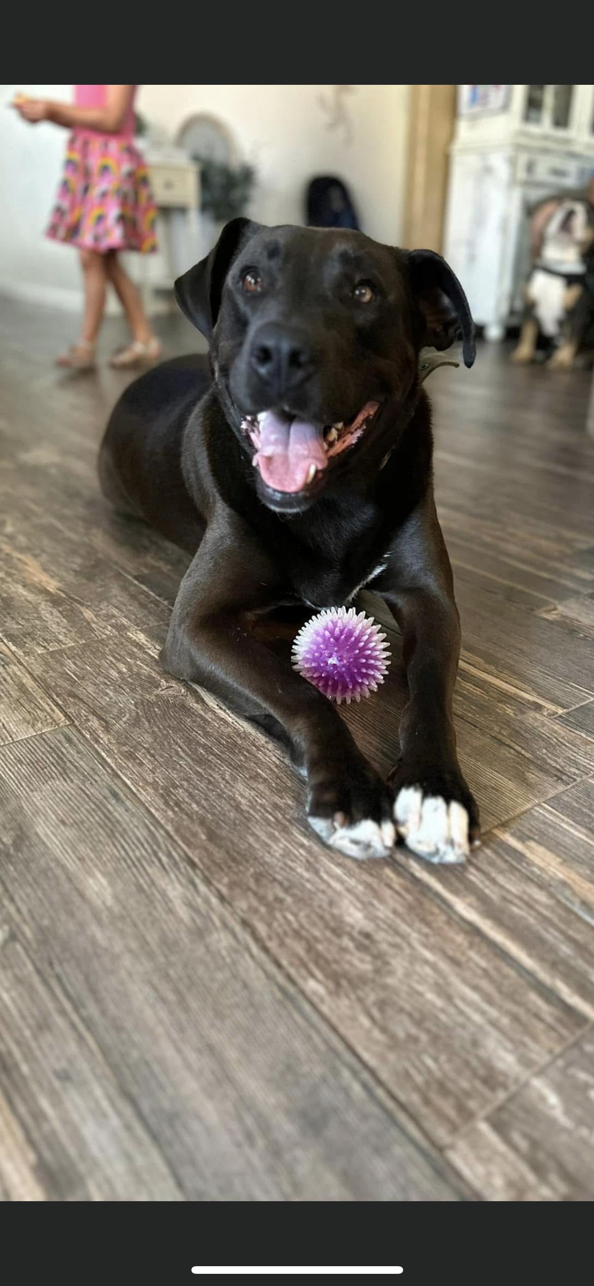 David, a Adoptable mixed breed in Hamden, CT image 3/6