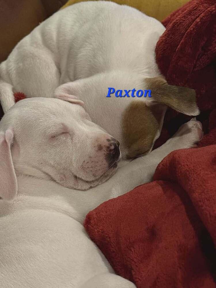Paxton, Adoptable, Puppy Male Jack Russell Terrier & Chihuahua.