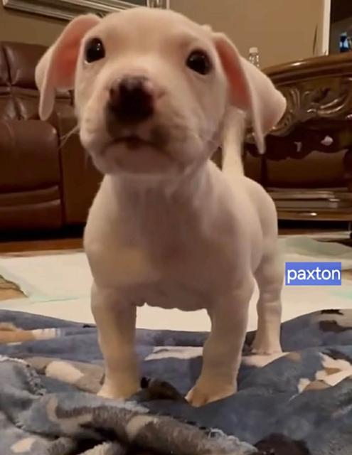 Enlarge Paxton, a Adoptable mixed breed in Norfolk, MA image 1/1