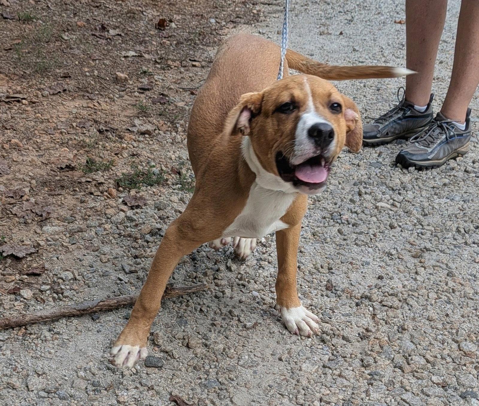 Cooper, Adoptable, Young Male Mixed Breed.