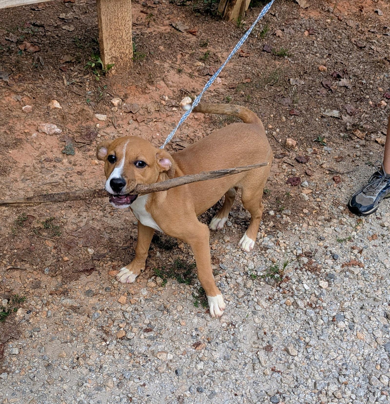 Enlarge Cooper, a Adoptable Mixed Breed in Mc Cormick, SC image 2/3