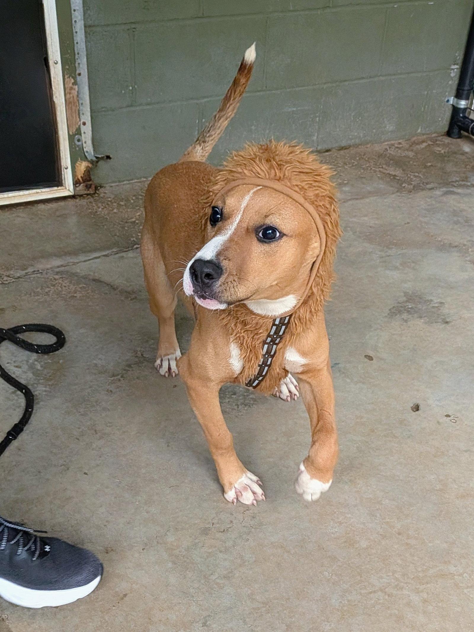 Enlarge Cooper, a Adoptable Mixed Breed in Mc Cormick, SC image 3/3