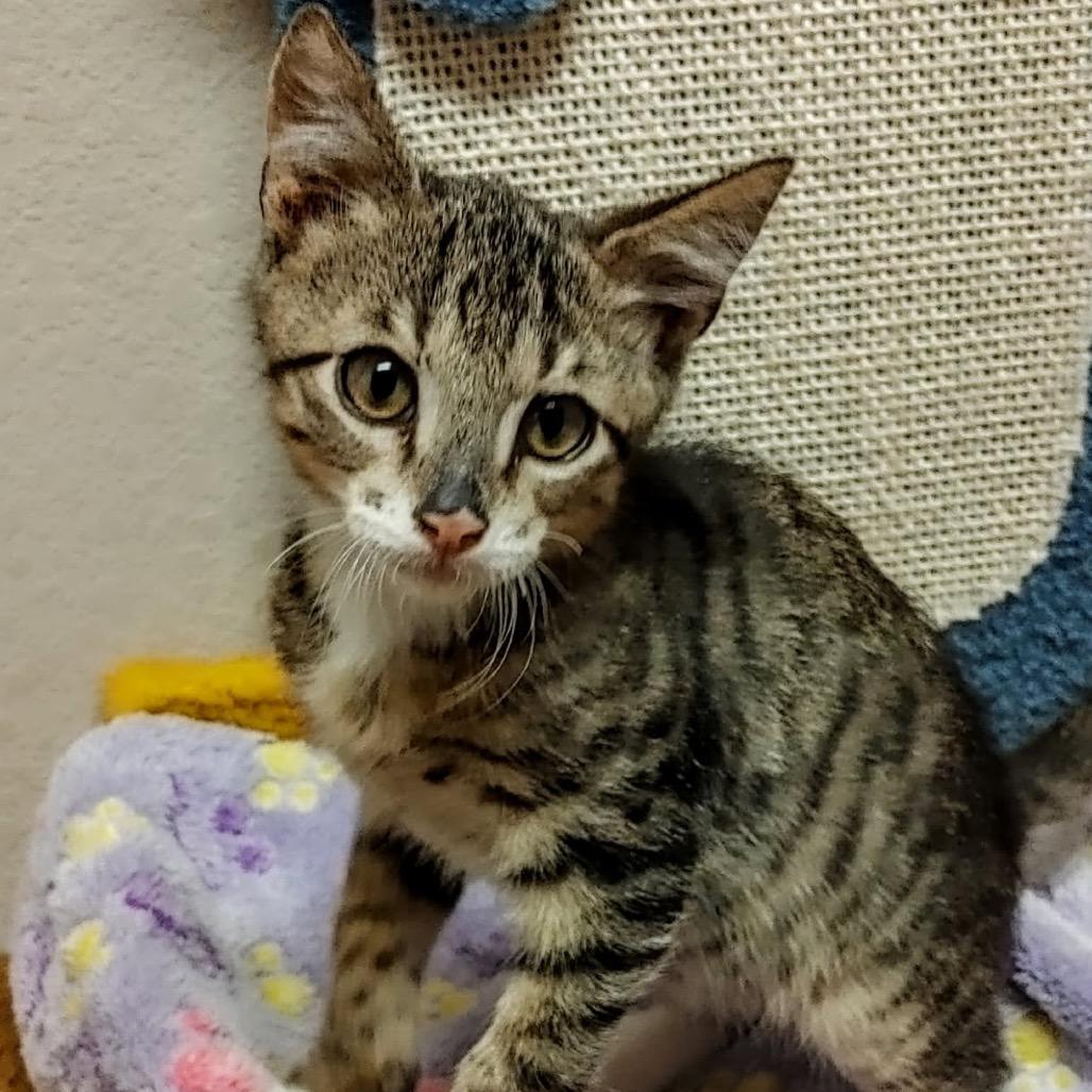 Enlarge Toby, a Adoptable Domestic Medium Hair in Waco, TX image 1/1