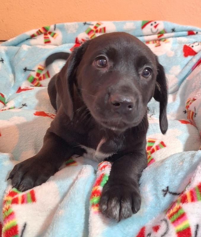 Lillia, Adoptable, Puppy Female Australian Shepherd.